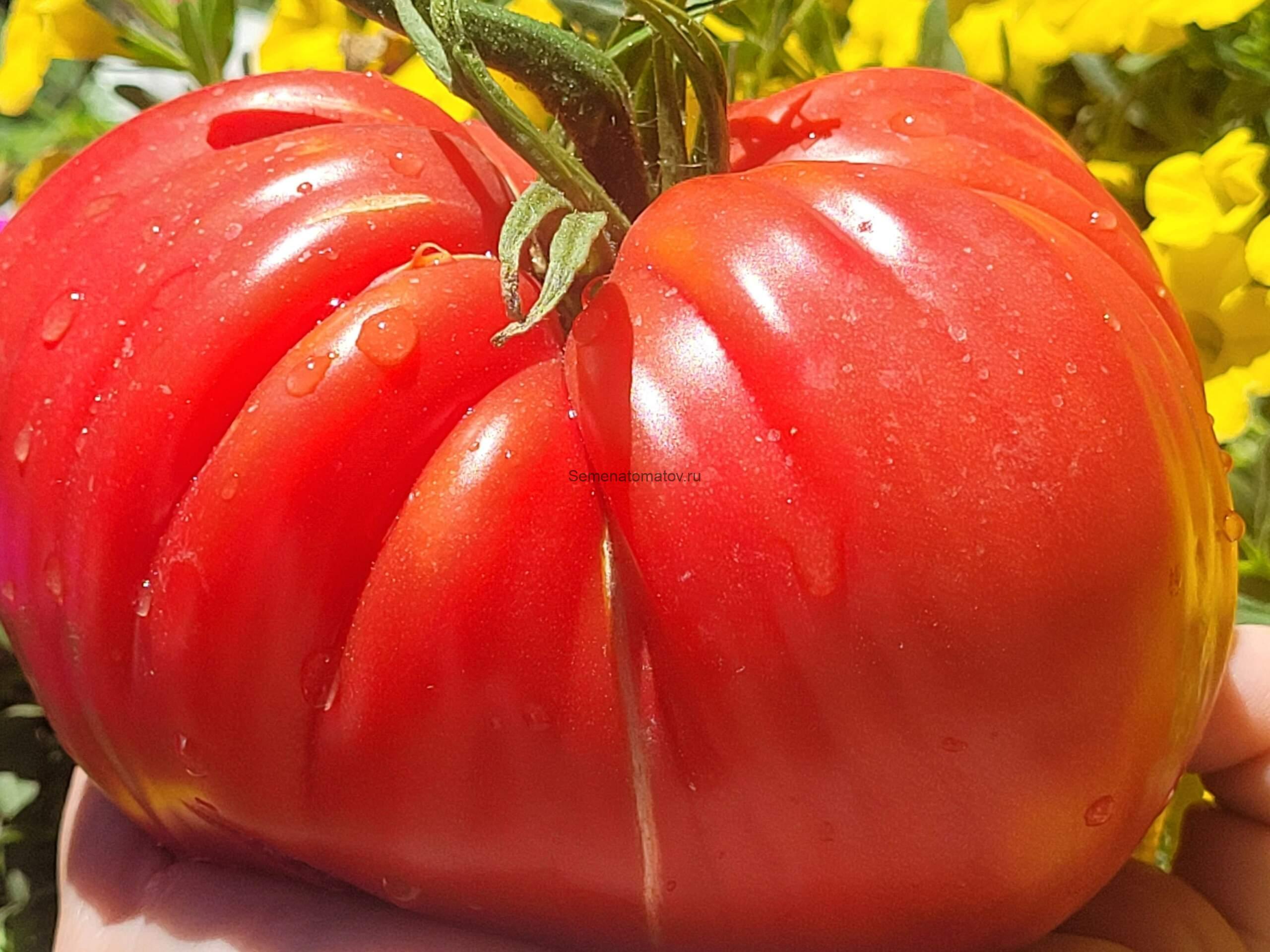 Moștenirea lui Ichim (Наследие Ишима) 2м. среднеспелый 300-600гр