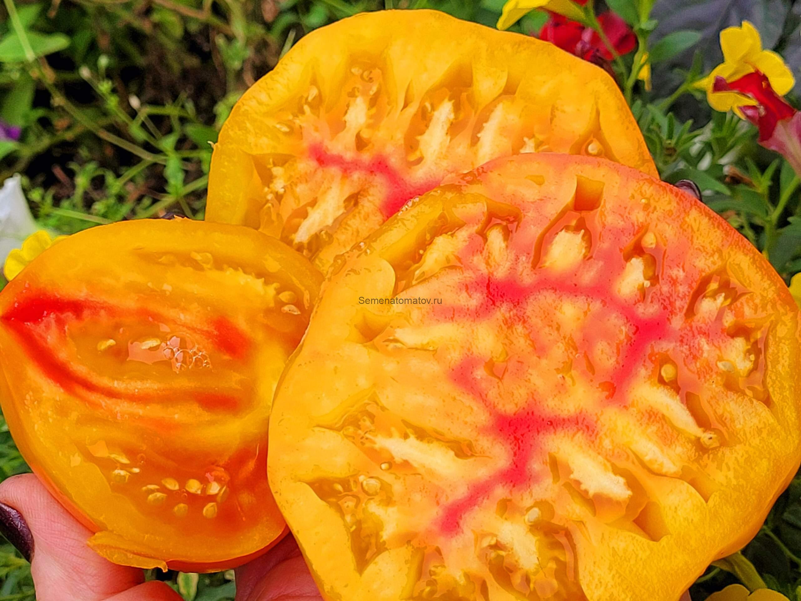 Walter's Candy Stripes Полосатые Конфеты Уолтера 2м среднеспелый 300-500гр — изображение 2