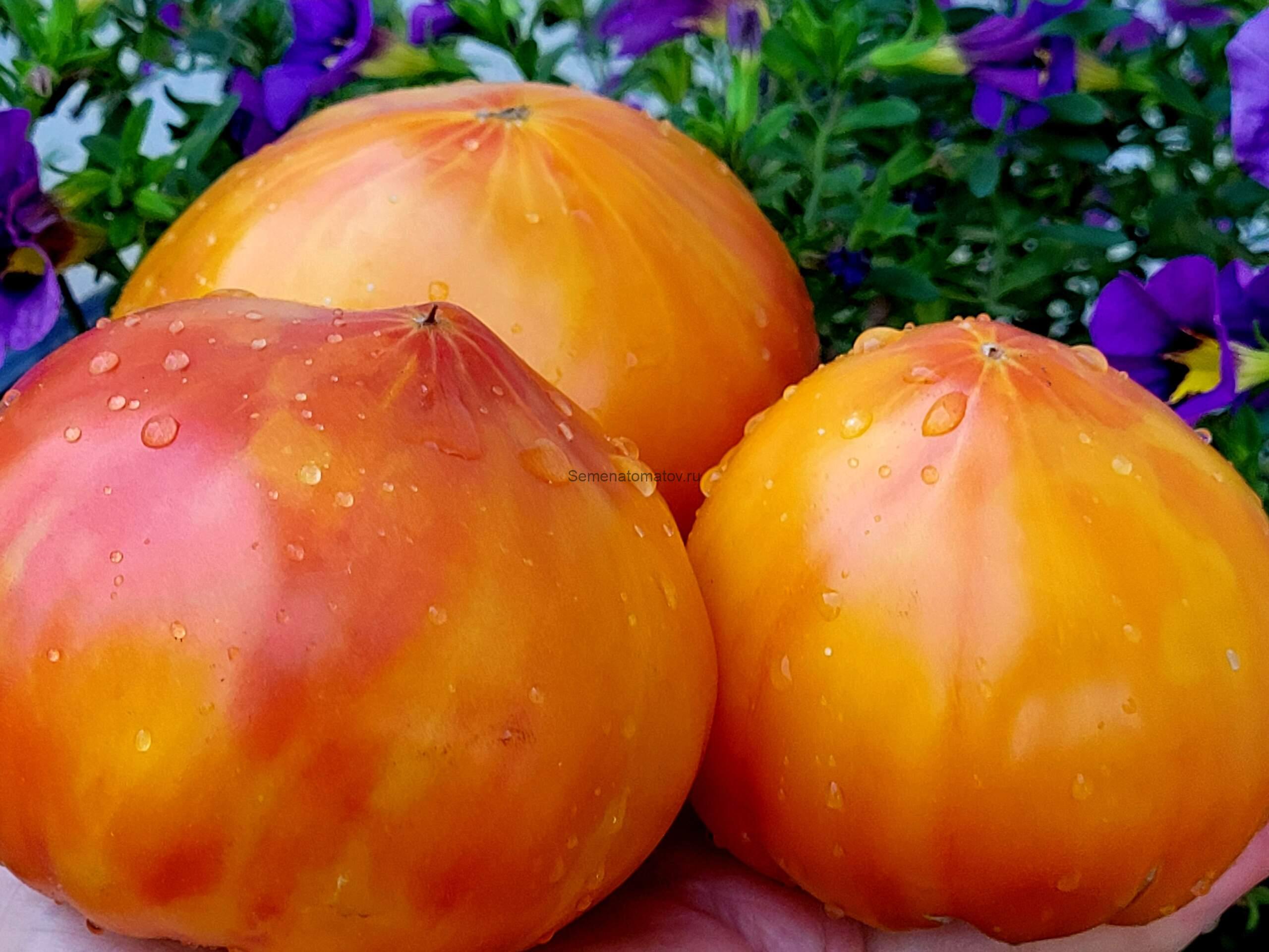 Walter's Candy Stripes Полосатые Конфеты Уолтера 2м среднеспелый 300-500гр