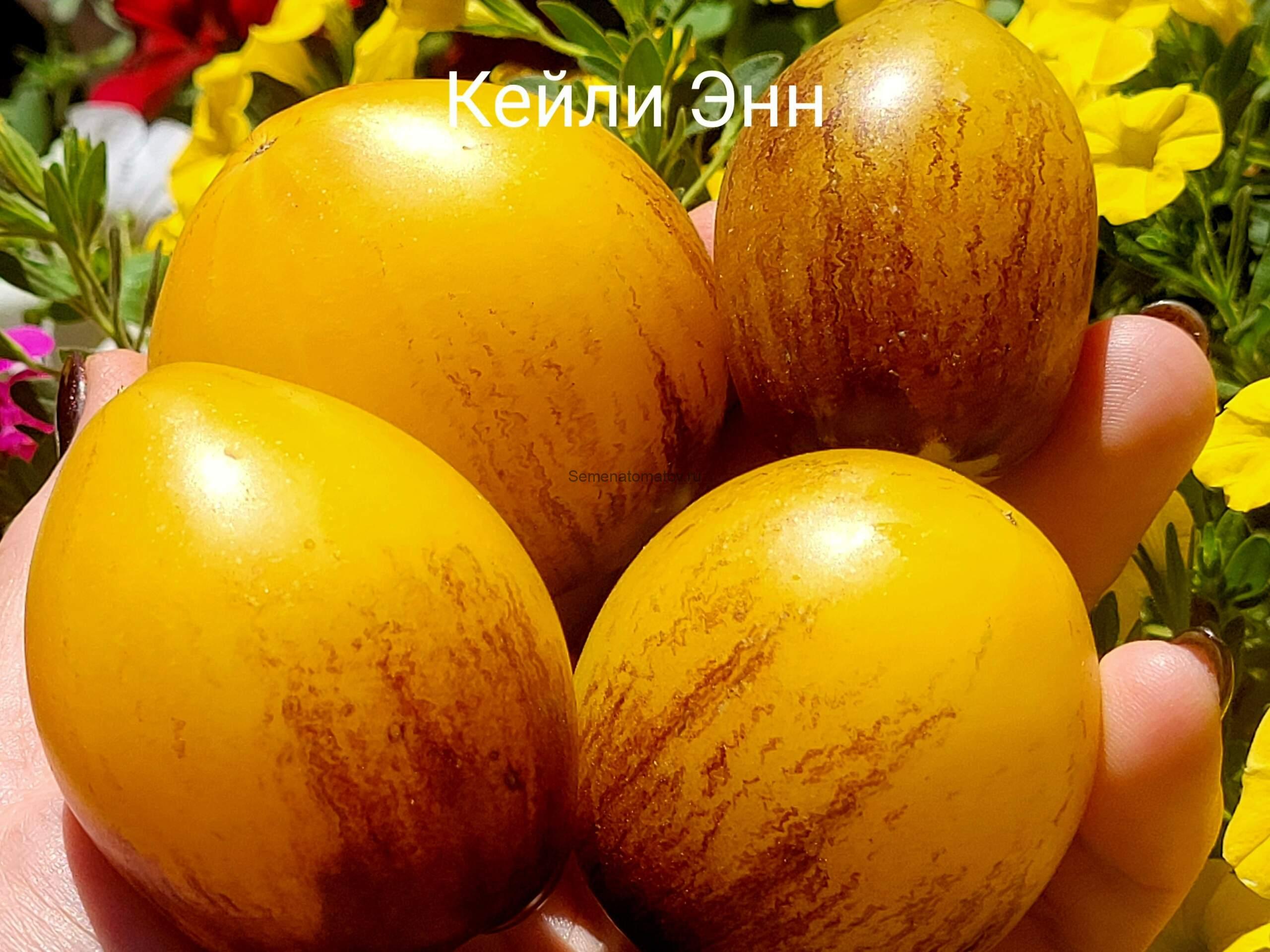 Kayleigh Anne / Кейли Энн 2м.Среднеспелый 100-200гр