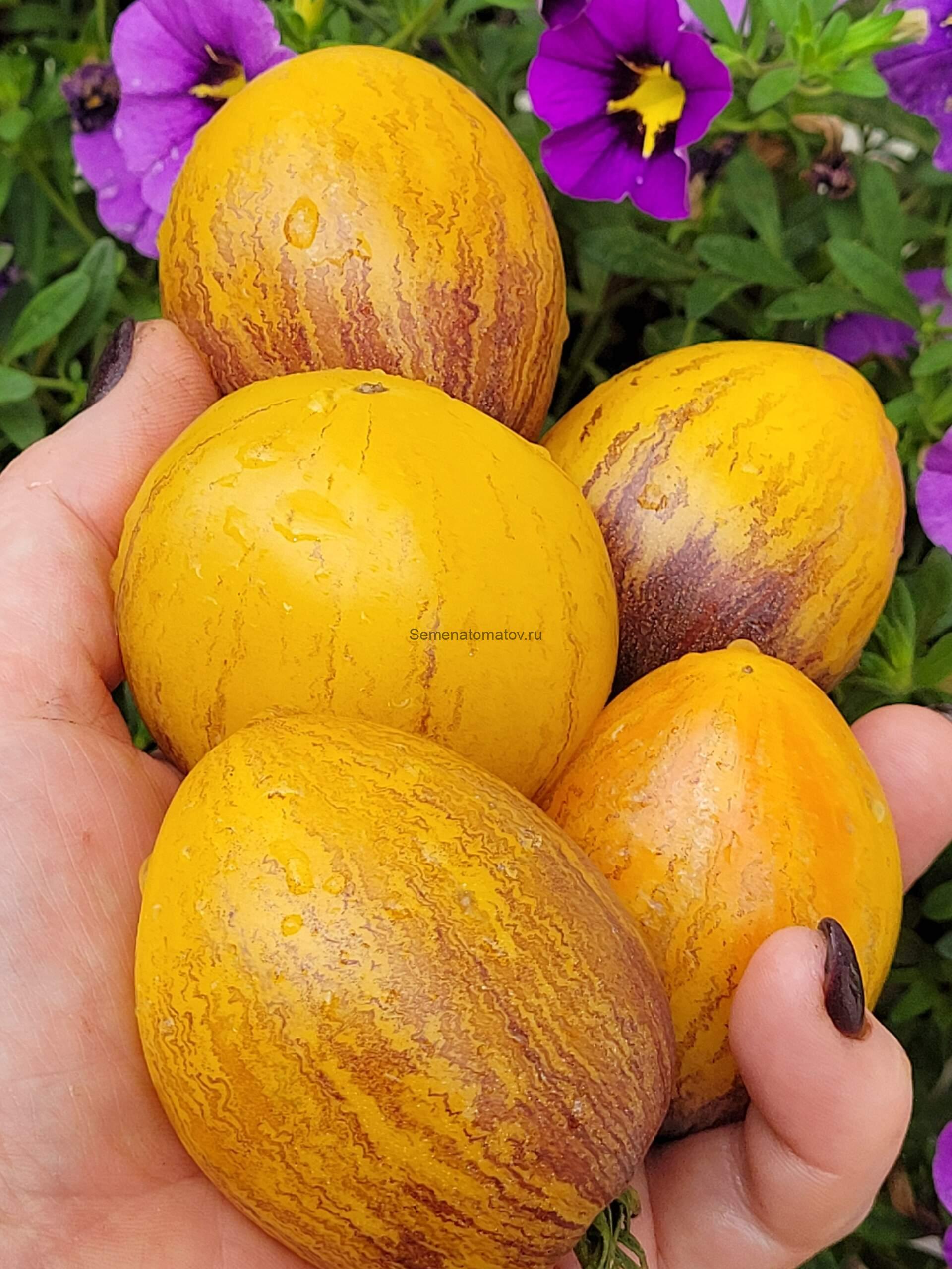 Kayleigh Anne / Кейли Энн 2м.Среднеспелый 100-200гр — изображение 2