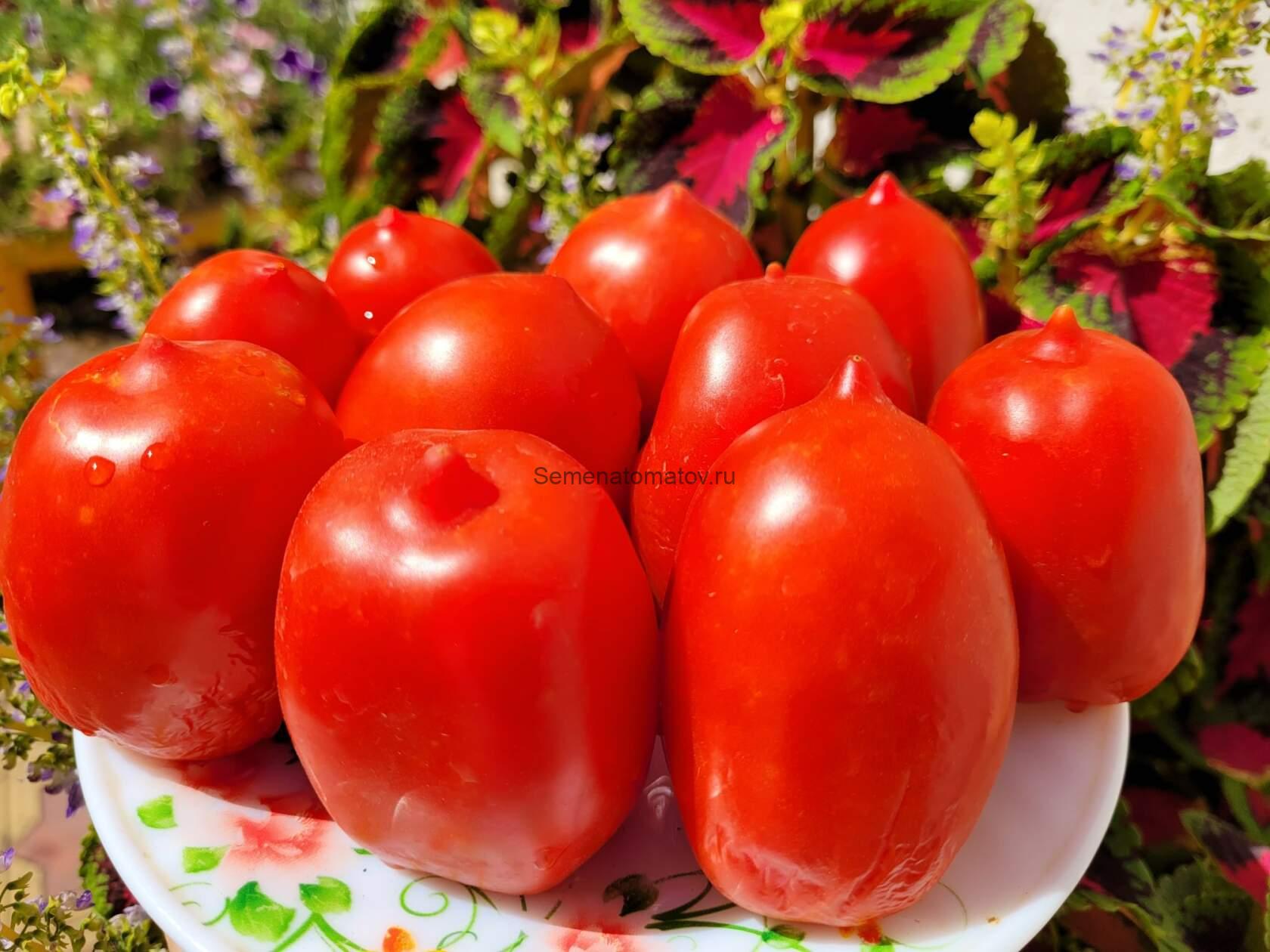 Коконат Бич 50см.среднеспелый 50-100гр