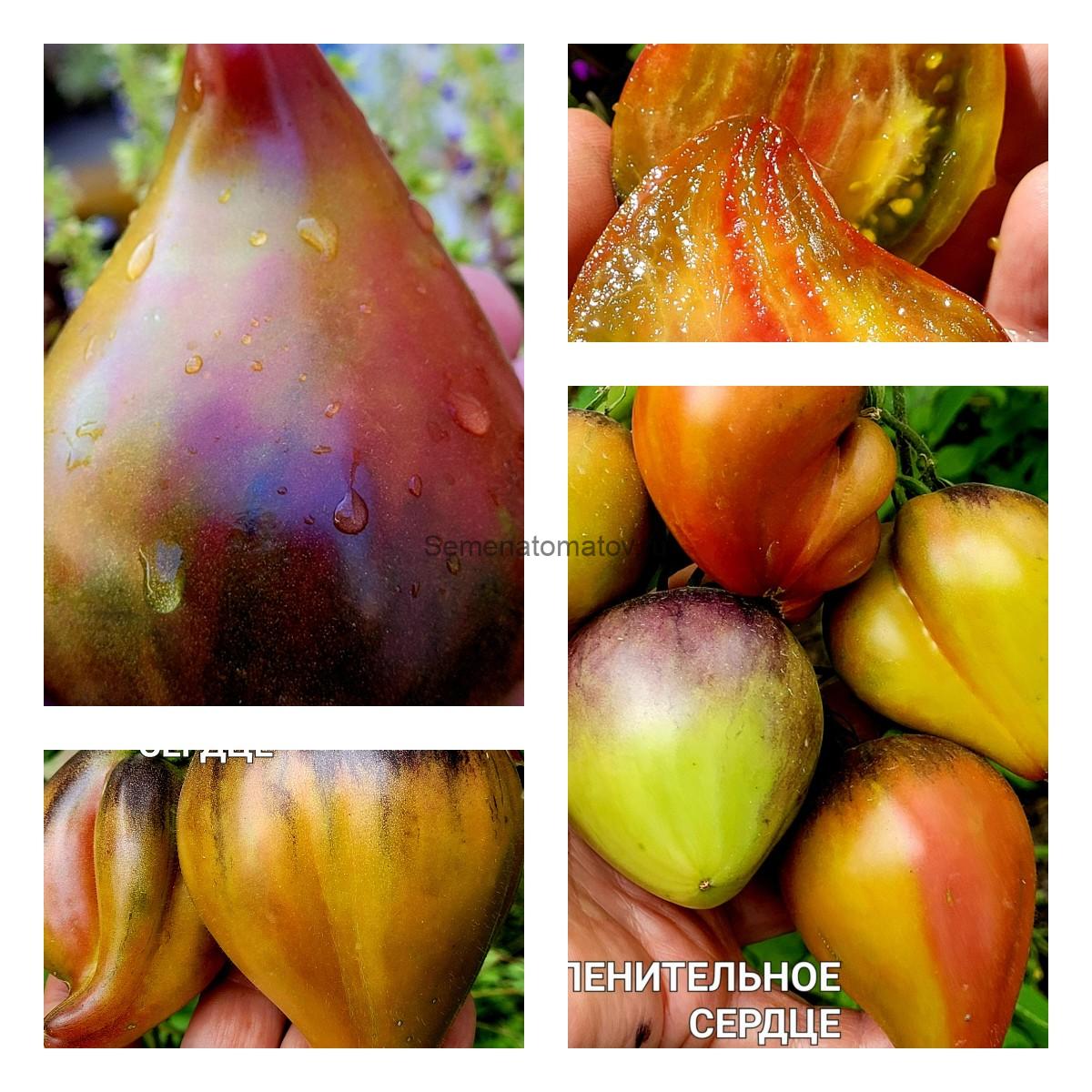 Пленительное Сердце 2м среднеспелый,200-300гр — изображение 2