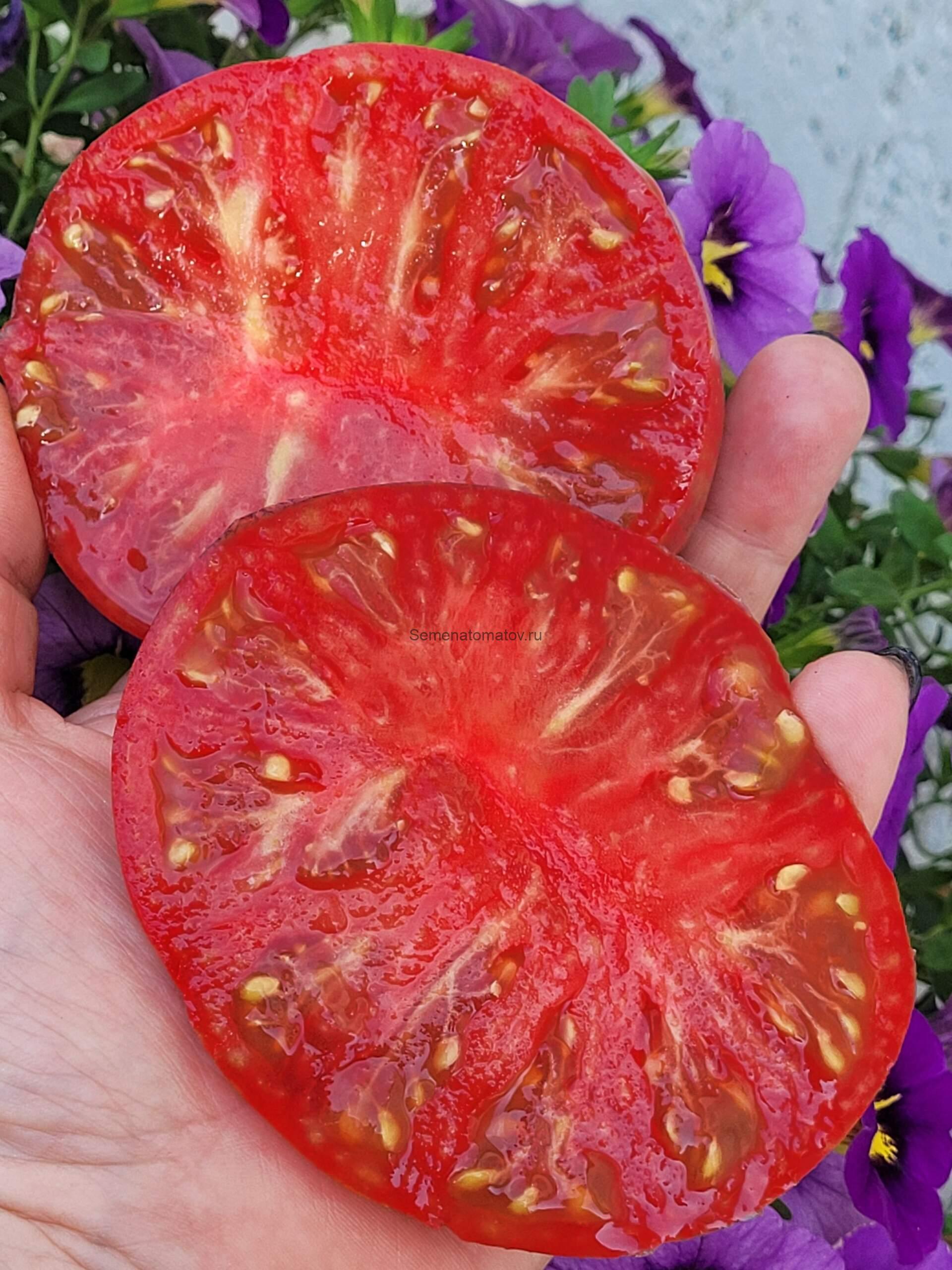 Малиновый Кафтан 1.8-2м Средне-ранний ,200-500гр — изображение 2