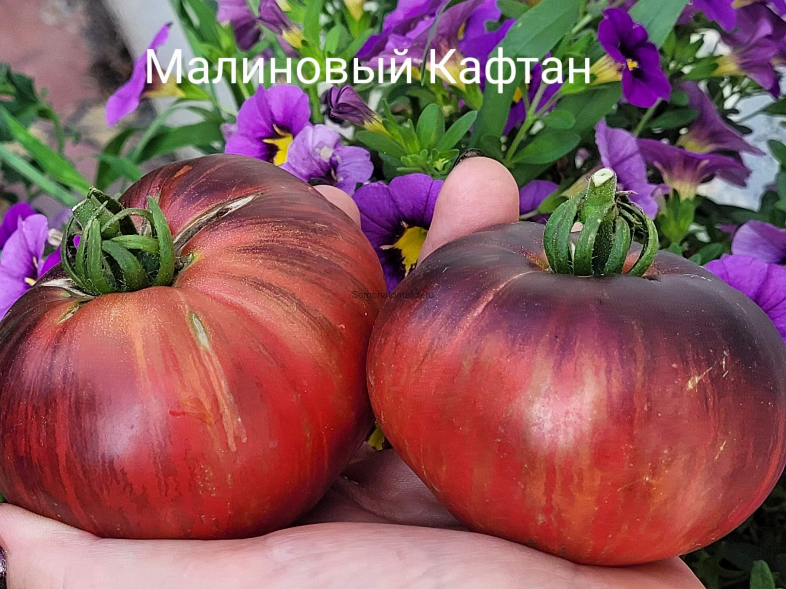 Малиновый Кафтан 1.8-2м Средне-ранний ,200-500гр