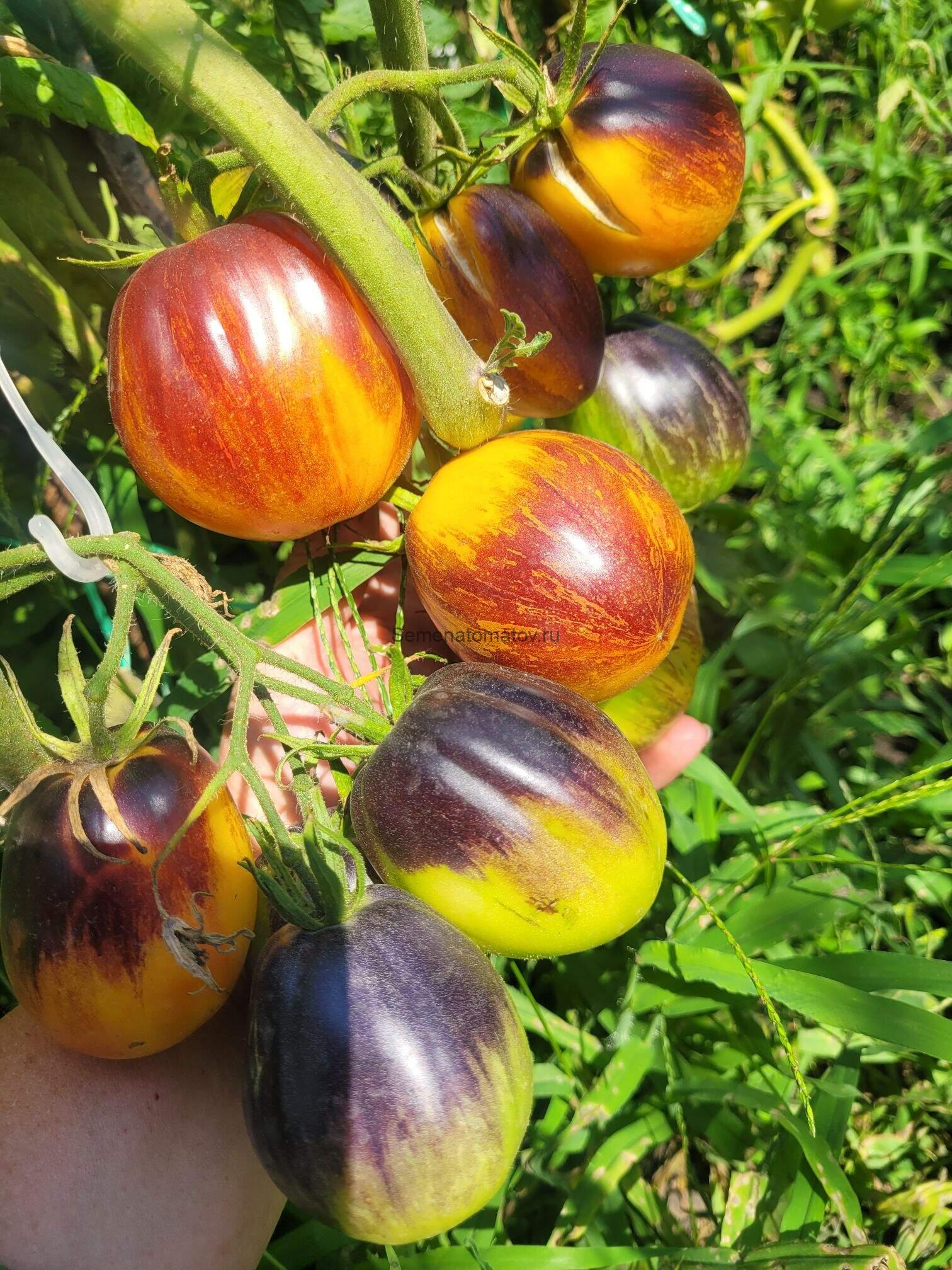 Огненный Тюрбан Среднеспелый 1.8м 100-300гр. — изображение 2