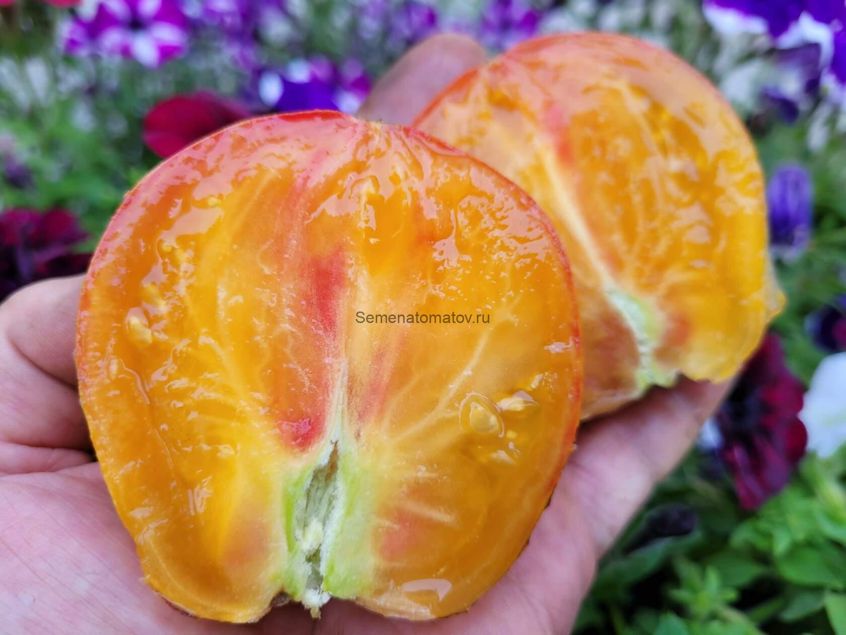 Огненный Тюрбан Среднеспелый 1.8м 100-300гр. — изображение 4