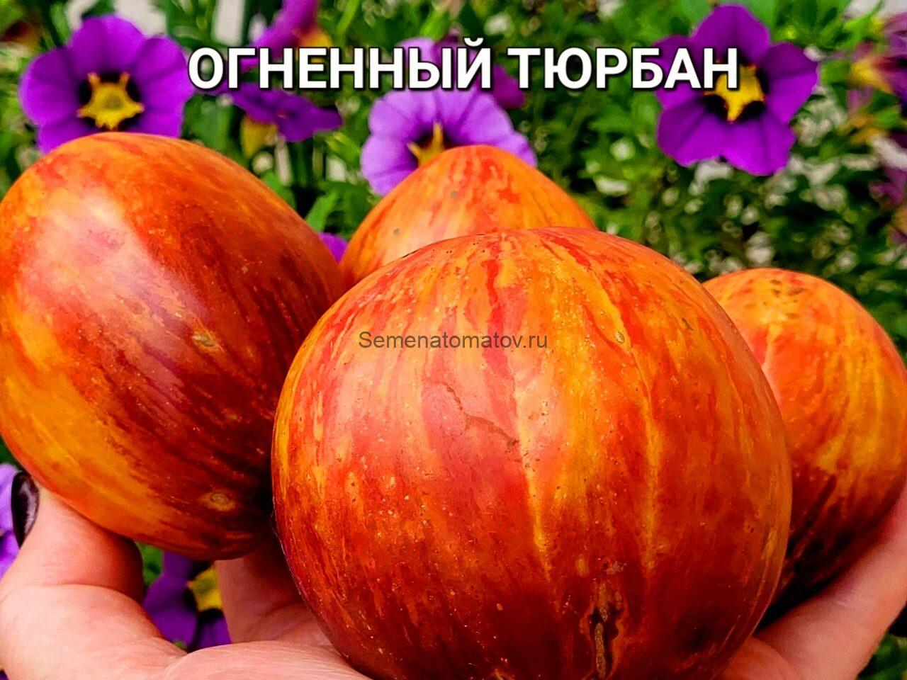 Огненный Тюрбан Среднеспелый 1.8м 100-300гр. — изображение 3