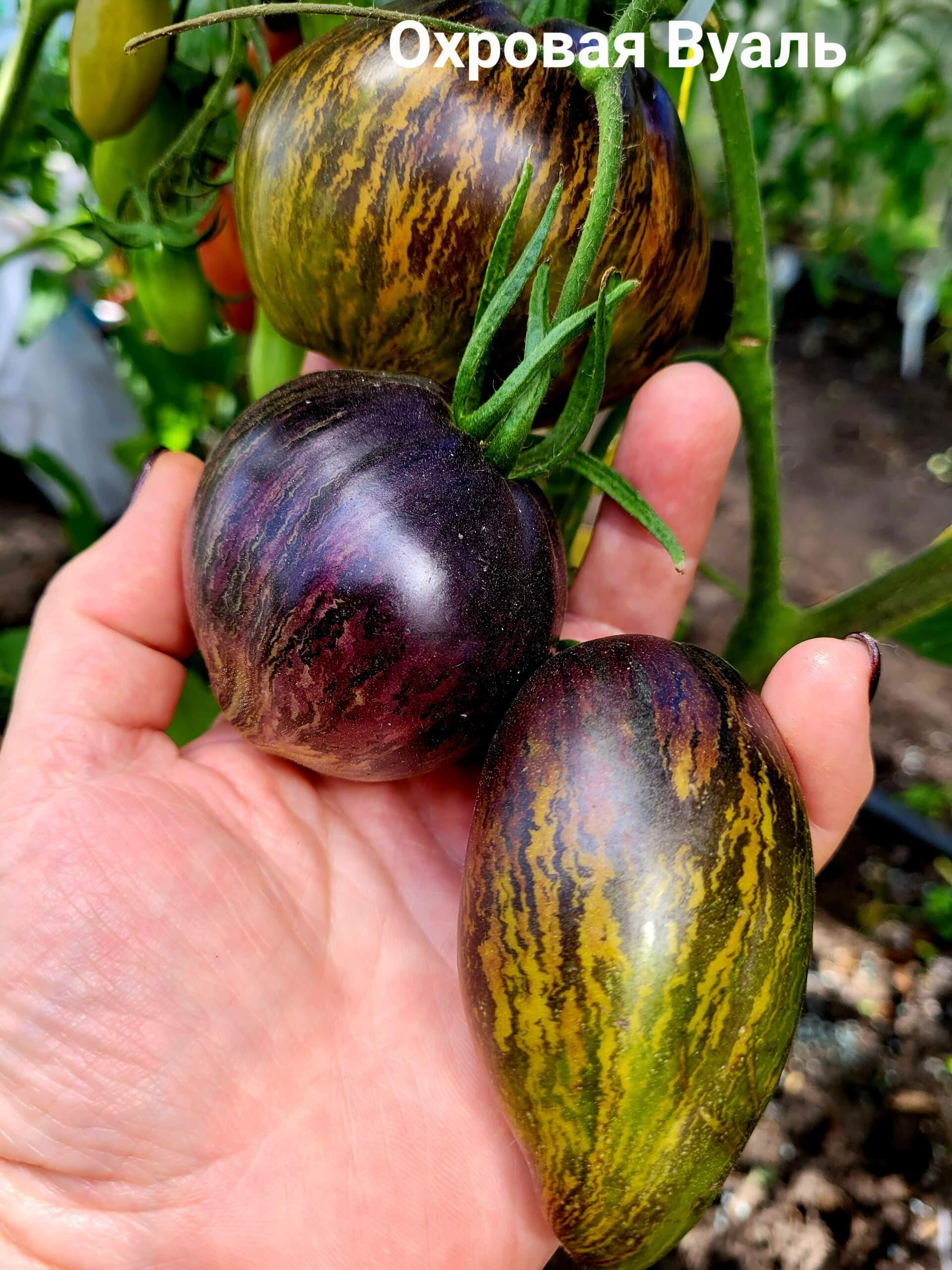 Охровая Вуаль — изображение 2