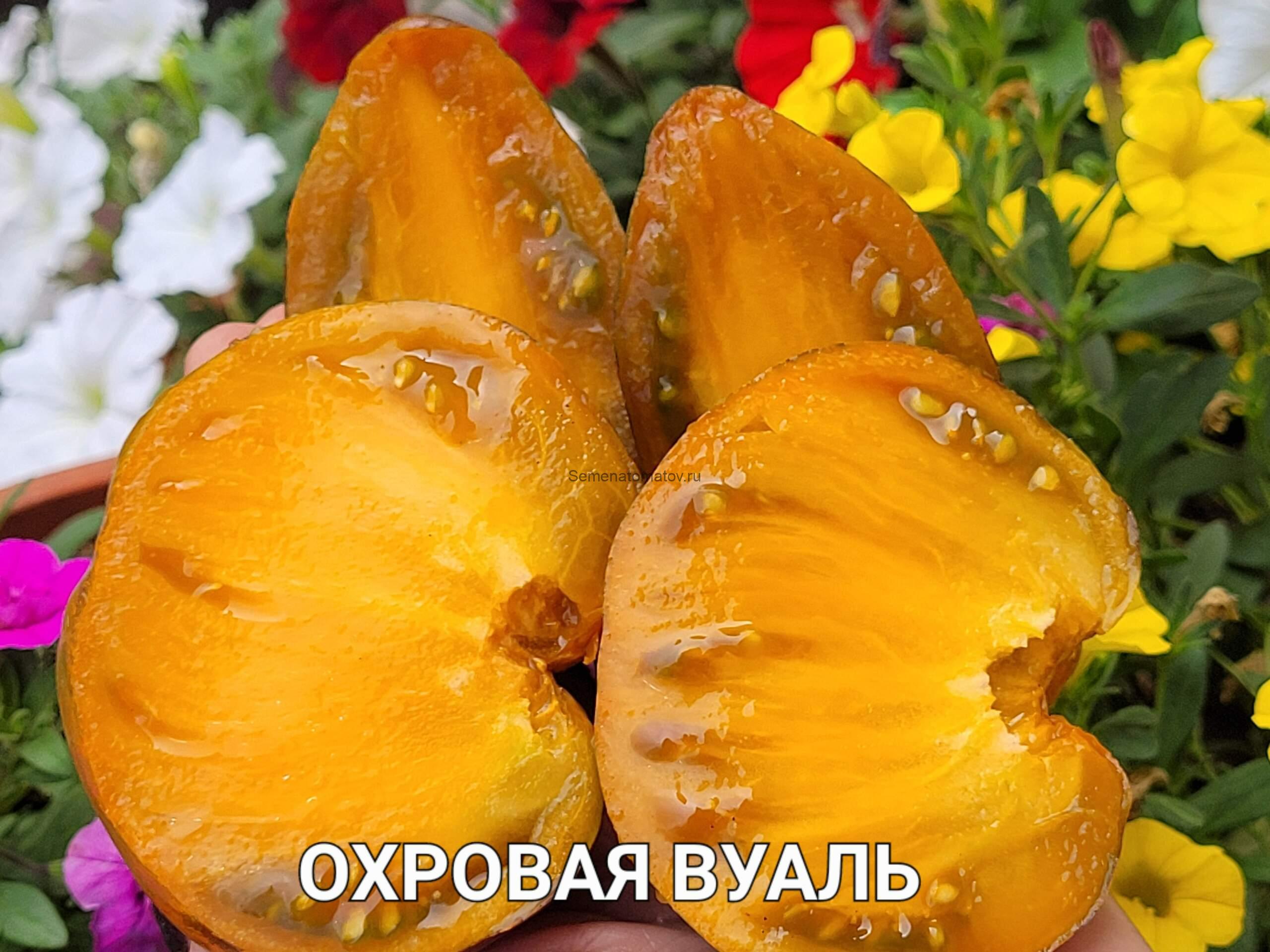 Охровая Вуаль — изображение 3