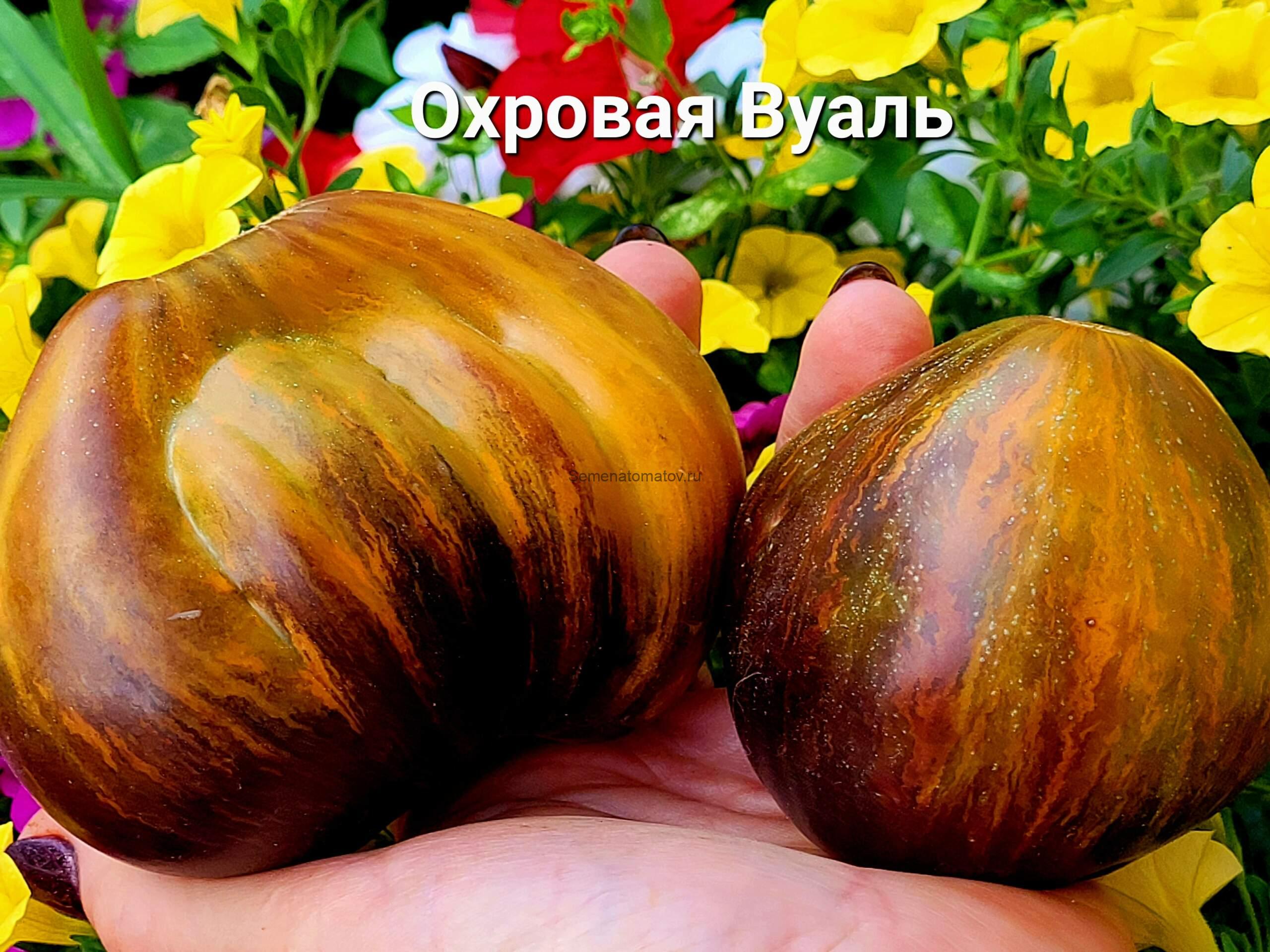 Охровая Вуаль — изображение 4