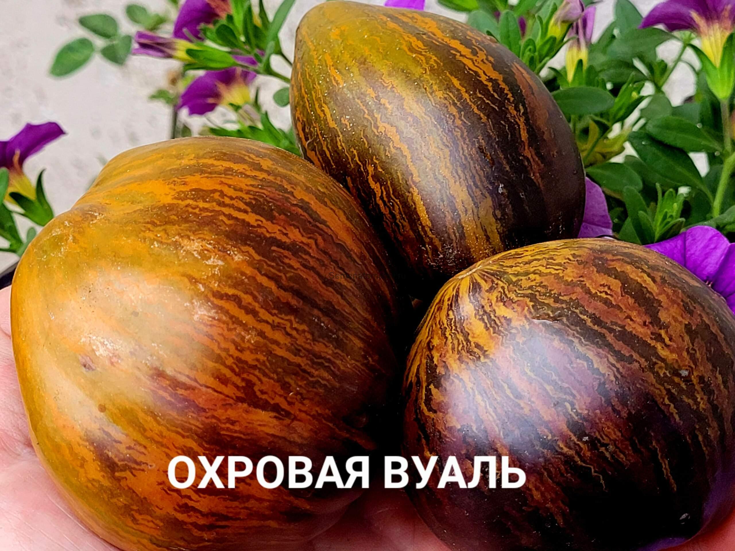 Охровая Вуаль
