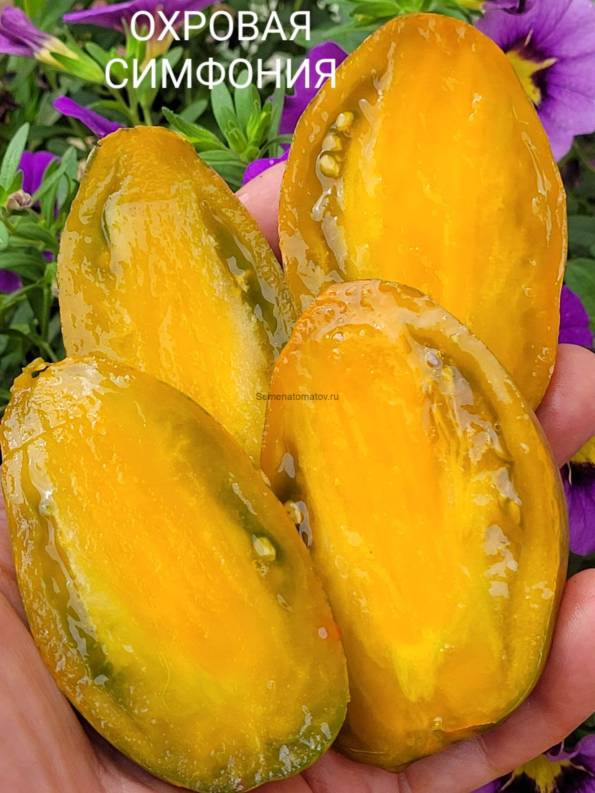 Охровая Симфония 1.8м среднеспелый 150-200гр. — изображение 2