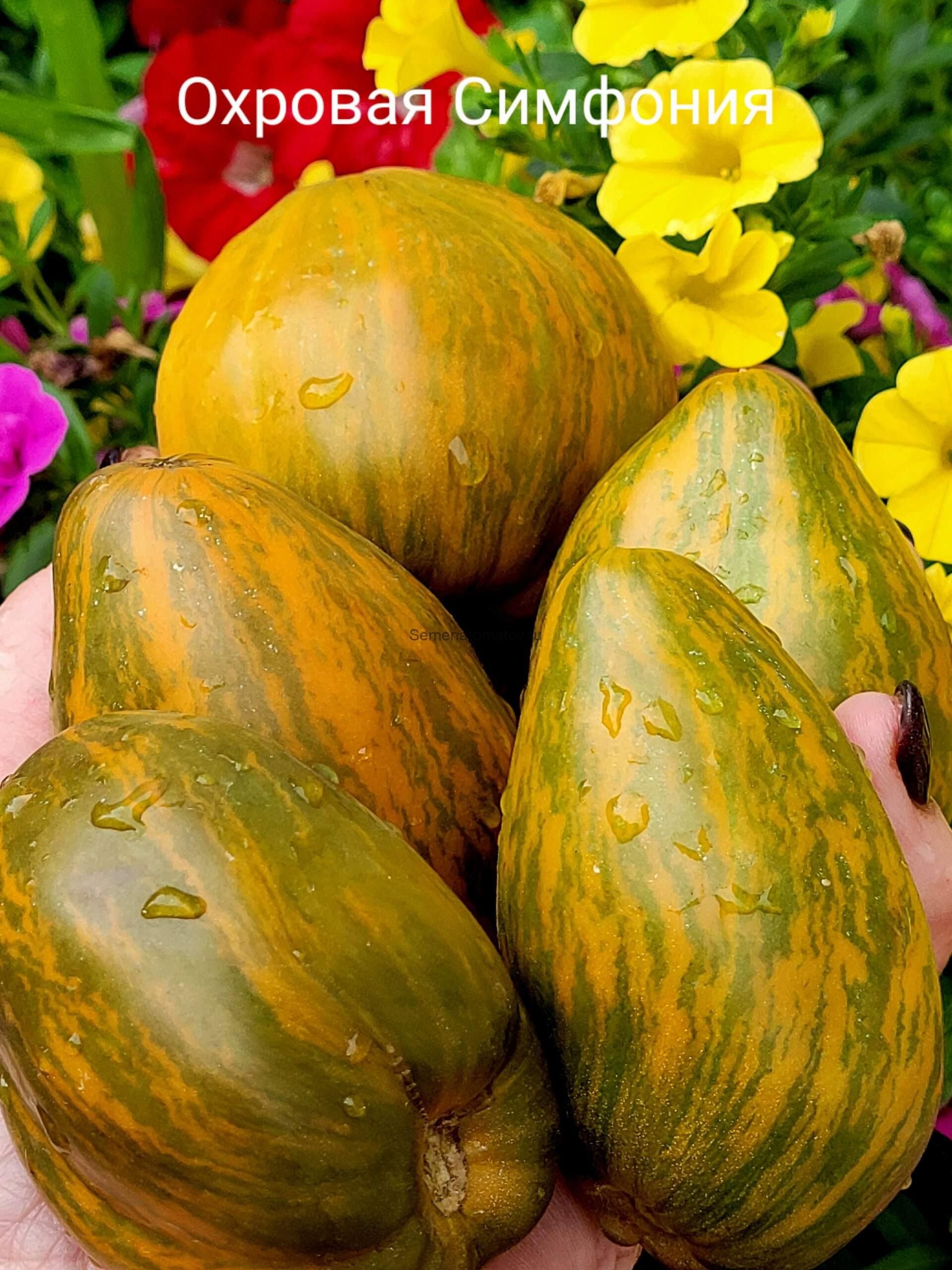 Охровая Симфония 1.8м среднеспелый 150-200гр.