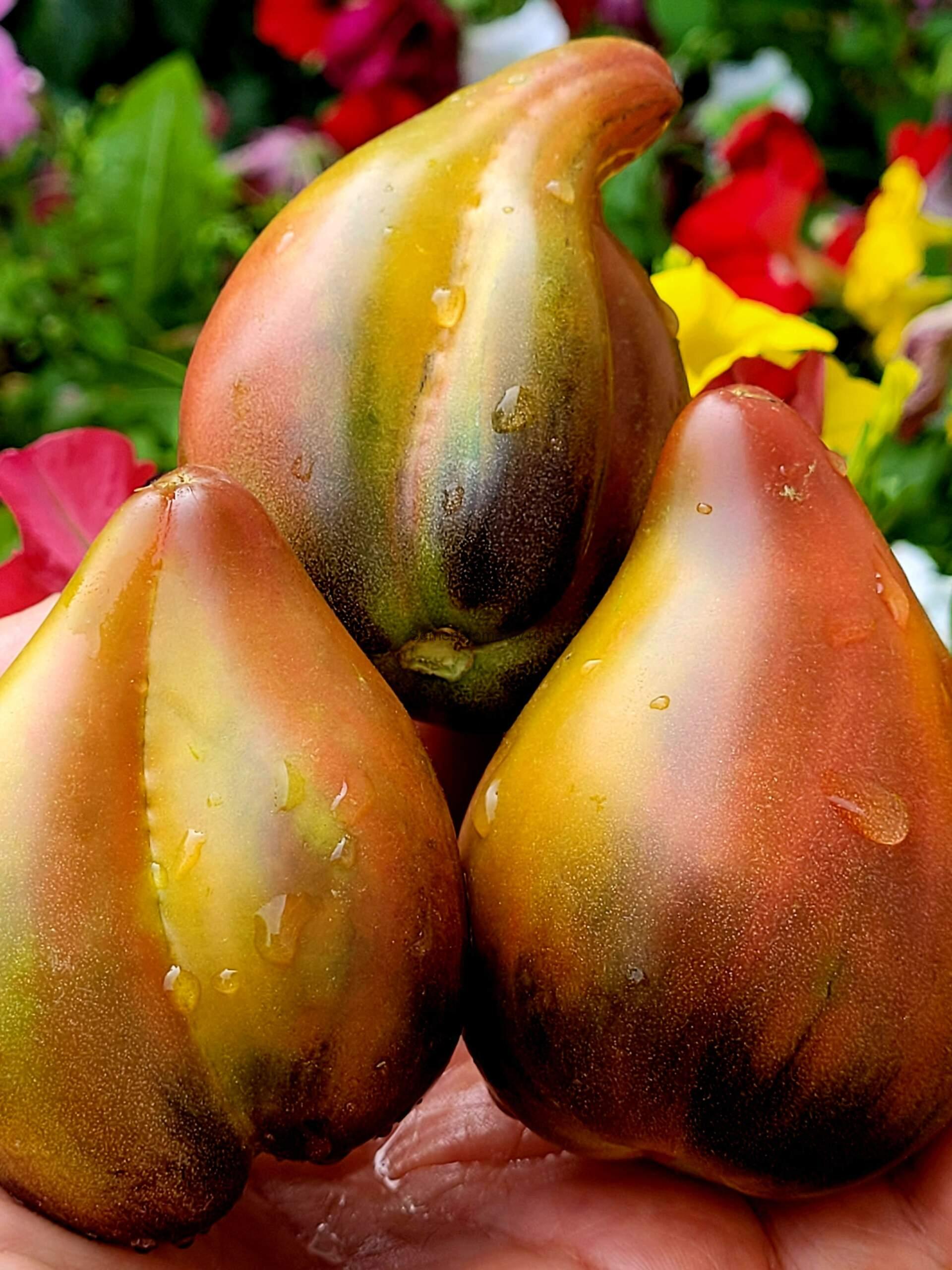 Пленительное Сердце 2м среднеспелый,200-300гр — изображение 4