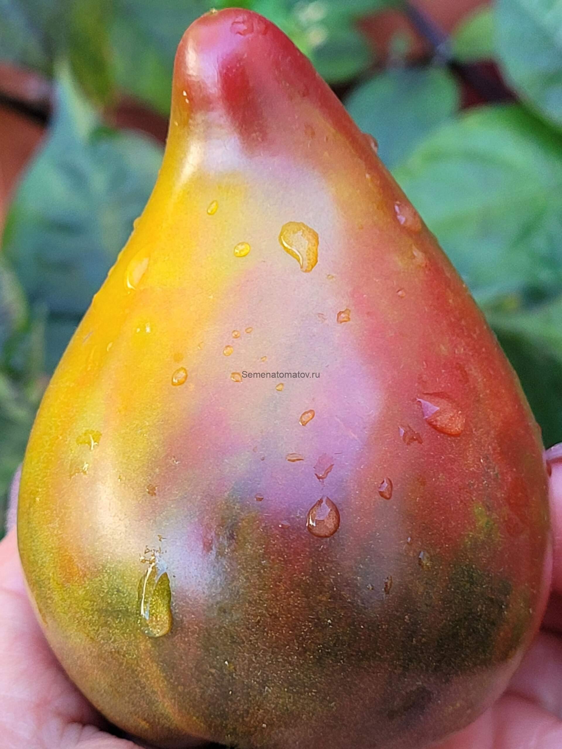 Пленительное Сердце 2м среднеспелый,200-300гр