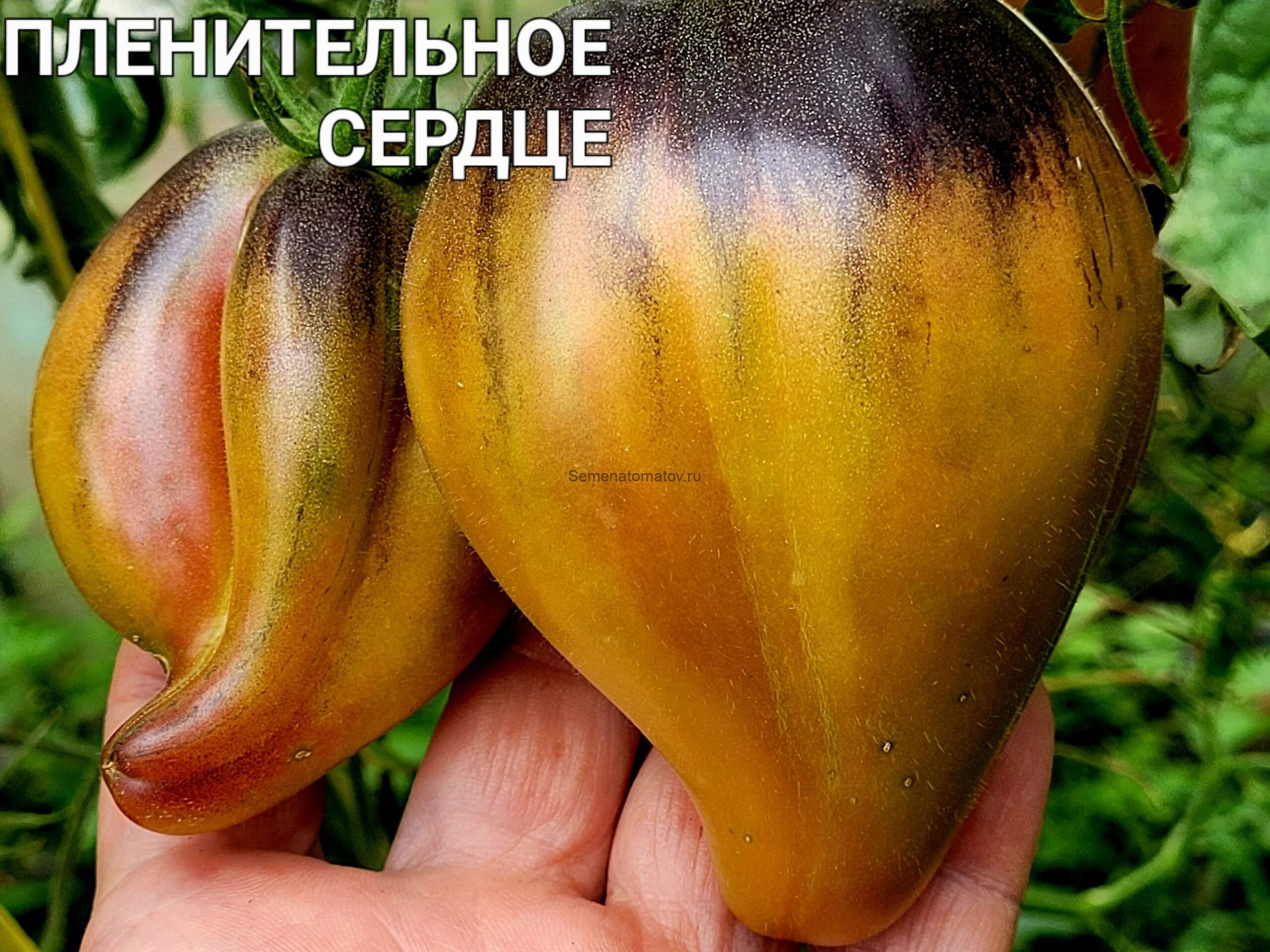 Пленительное Сердце 2м среднеспелый,200-300гр — изображение 3