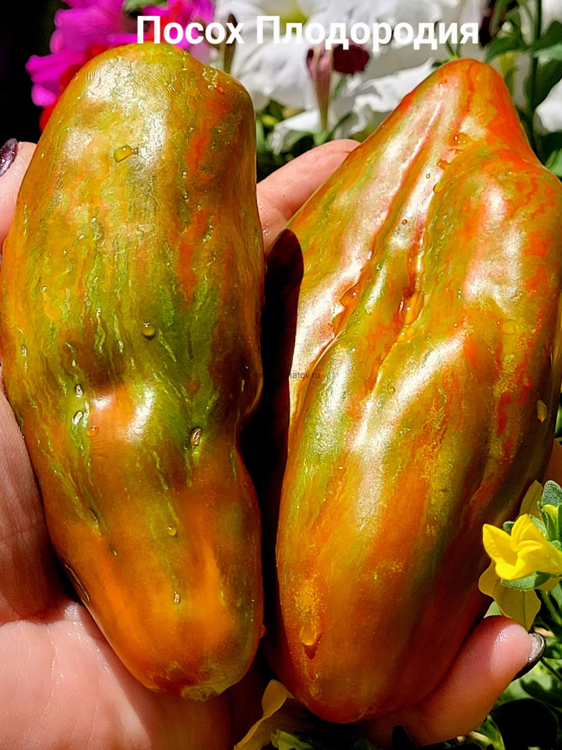 Bâton de Fertilité (Посох плодородия) 2мСредне-ранний200-300гр