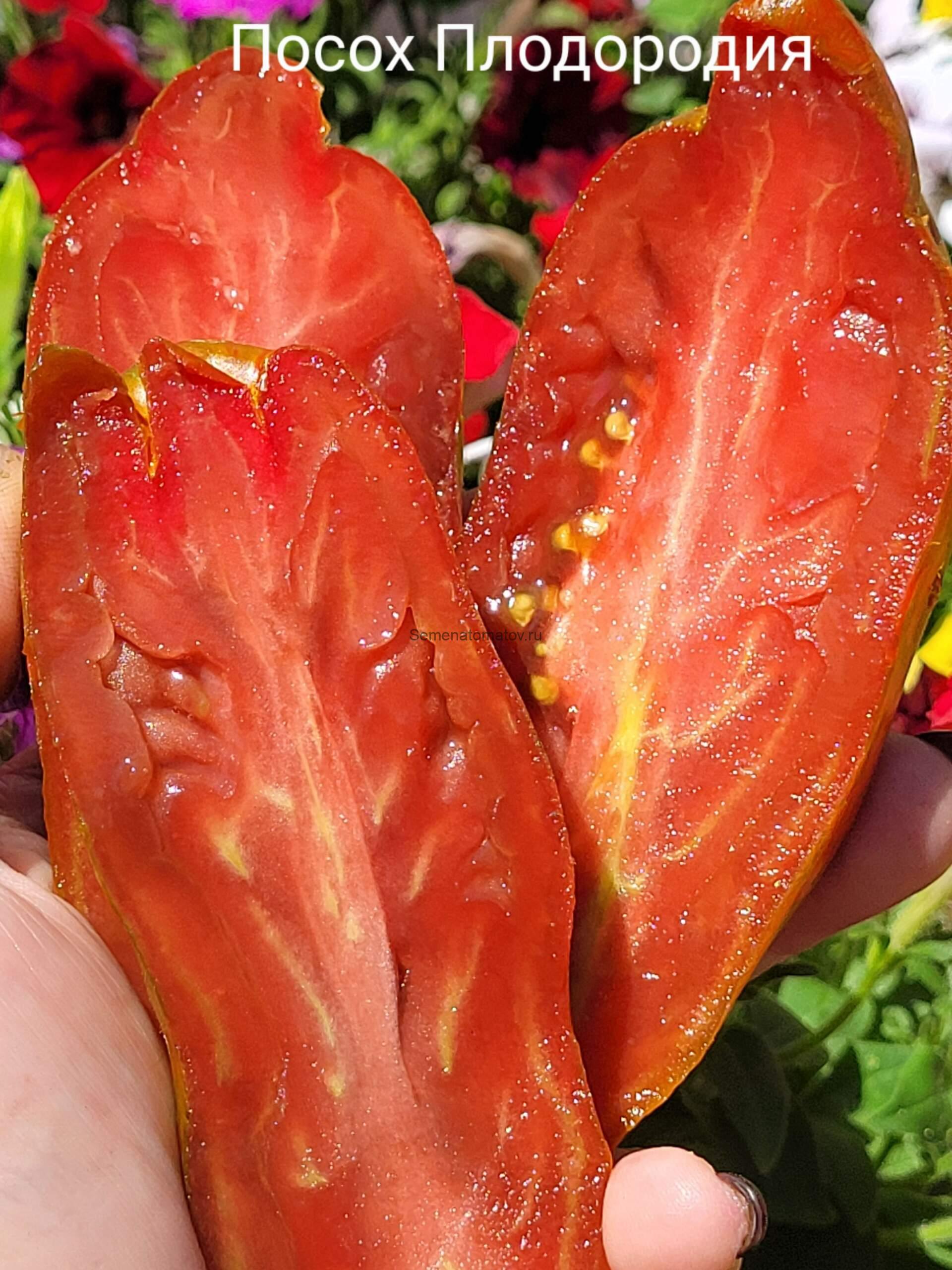 Bâton de Fertilité (Посох плодородия) 2мСредне-ранний200-300гр — изображение 2