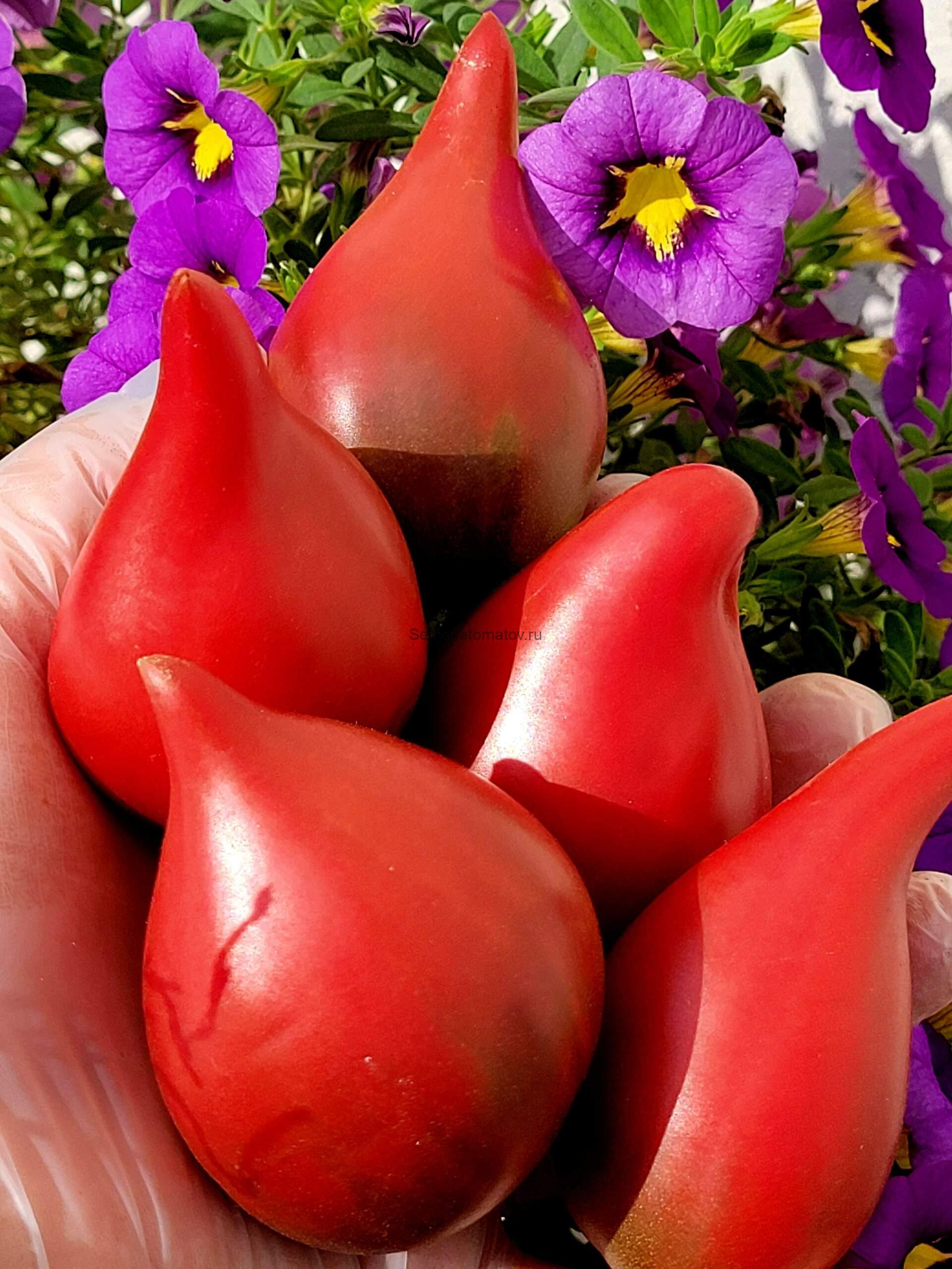 Сверкающий пурпурный Огонек среднеспелый 2м 200-400гр — изображение 4