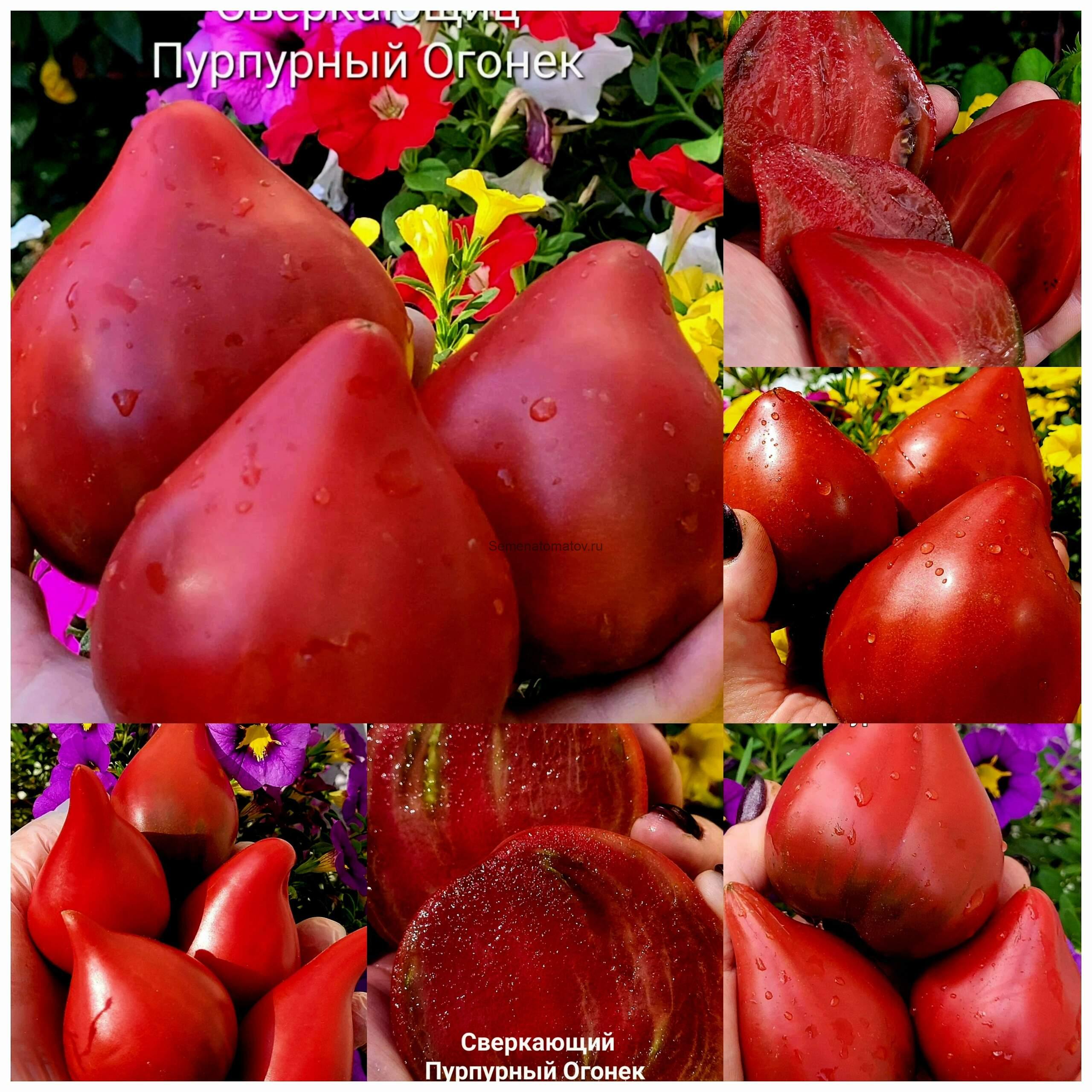 Сверкающий пурпурный Огонек среднеспелый 2м 200-400гр — изображение 5