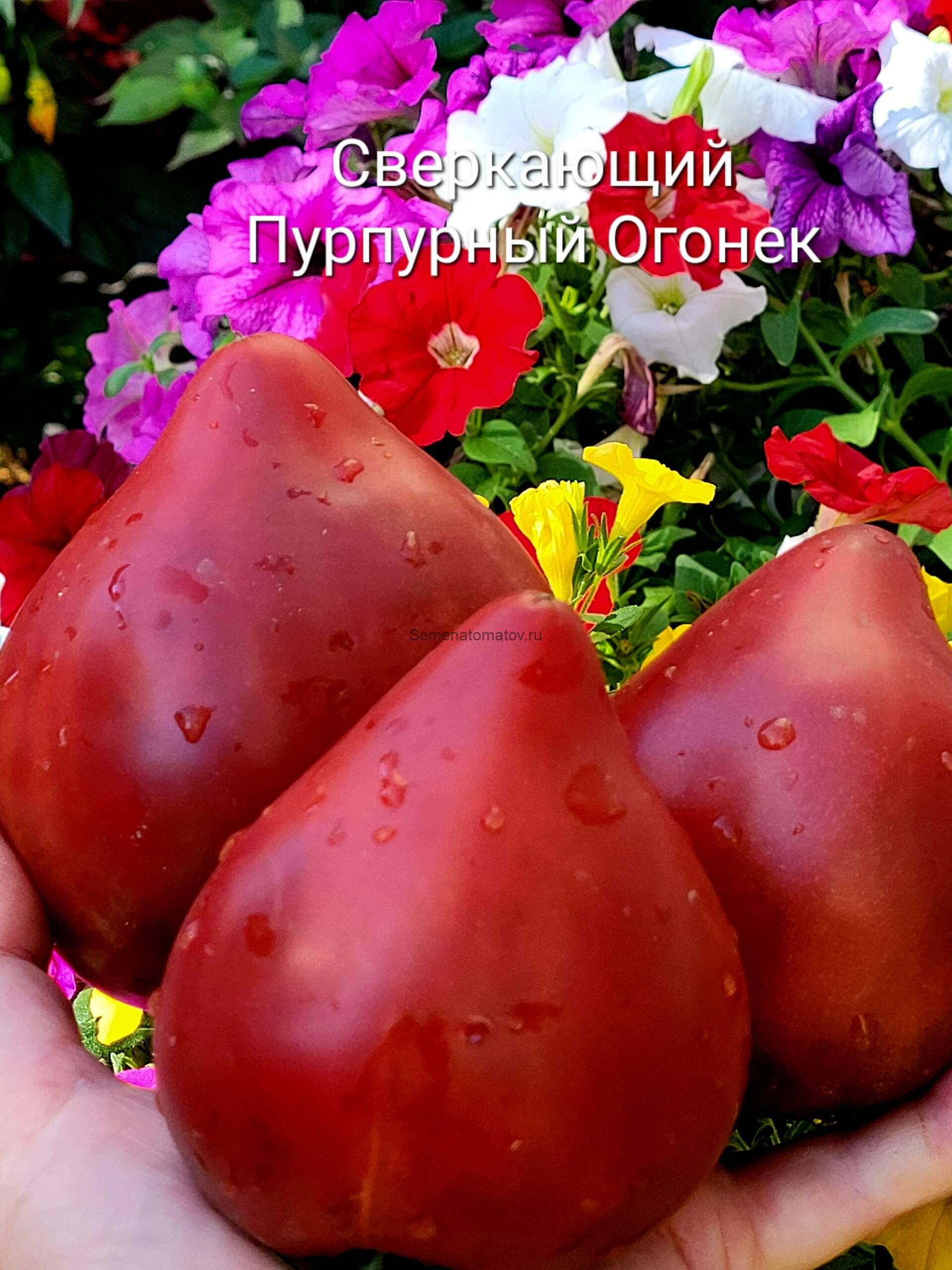 Сверкающий пурпурный Огонек среднеспелый 2м 200-400гр — изображение 3