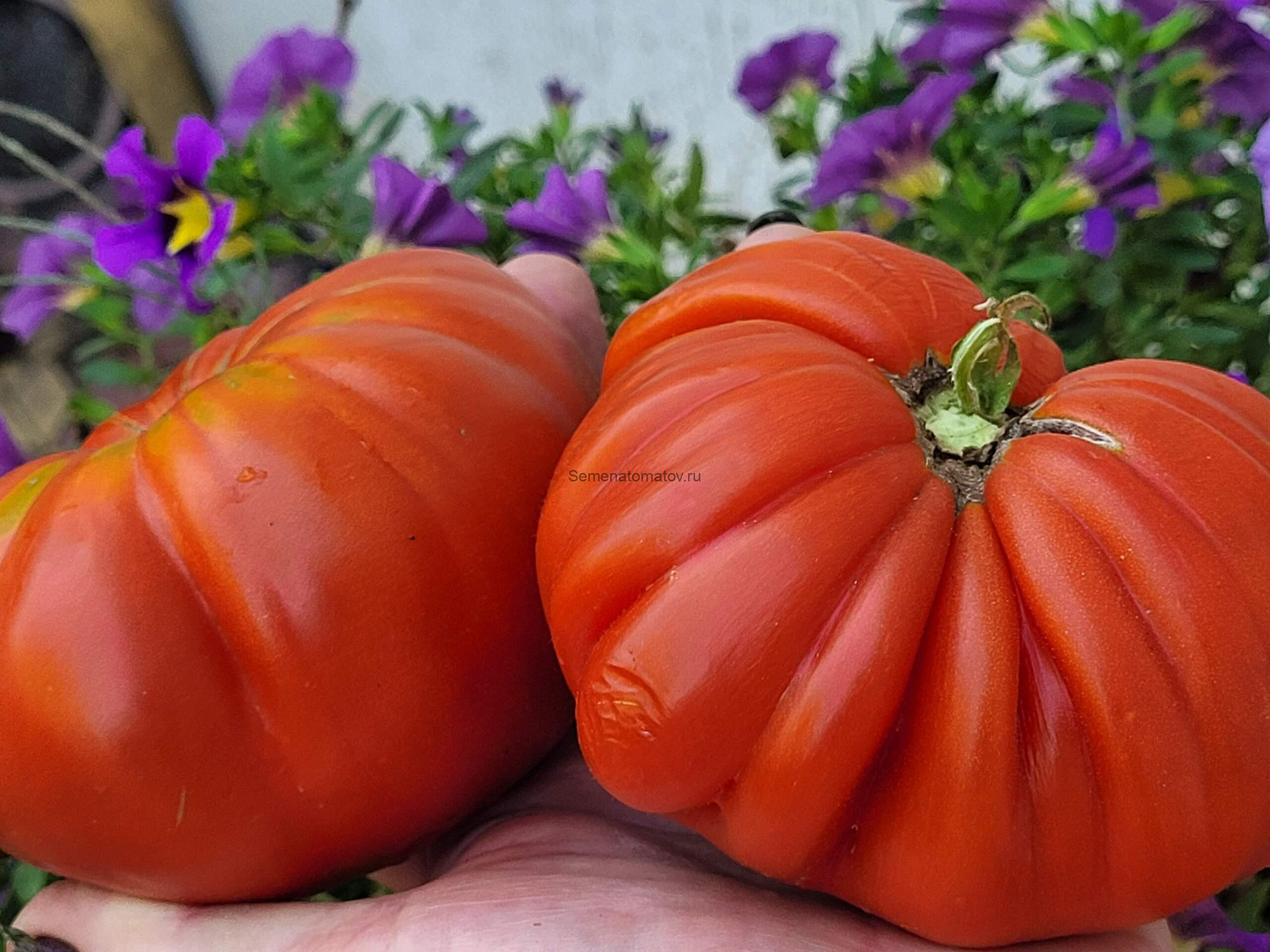 Итальянская пышка Тежелеи ( Italiano Tumbler Tejelei)1.8м среднеспелый 300-1000г