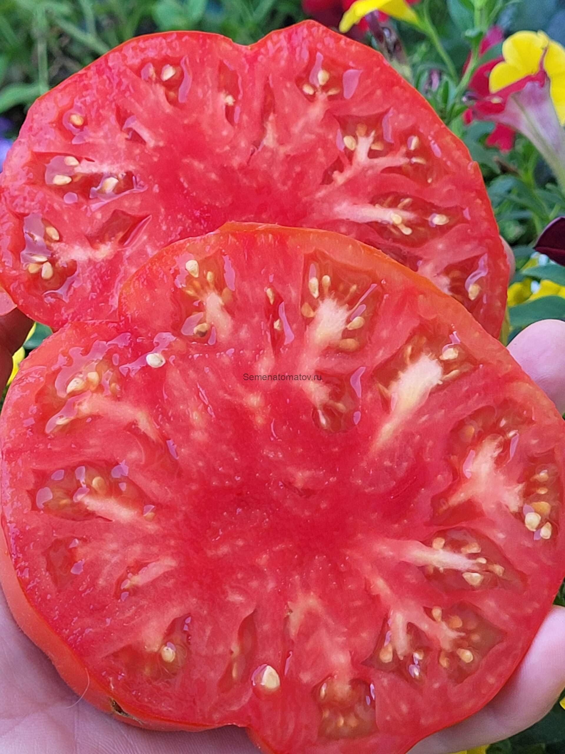 Итальянская пышка Тежелеи ( Italiano Tumbler Tejelei)1.8м среднеспелый 300-1000г — изображение 2