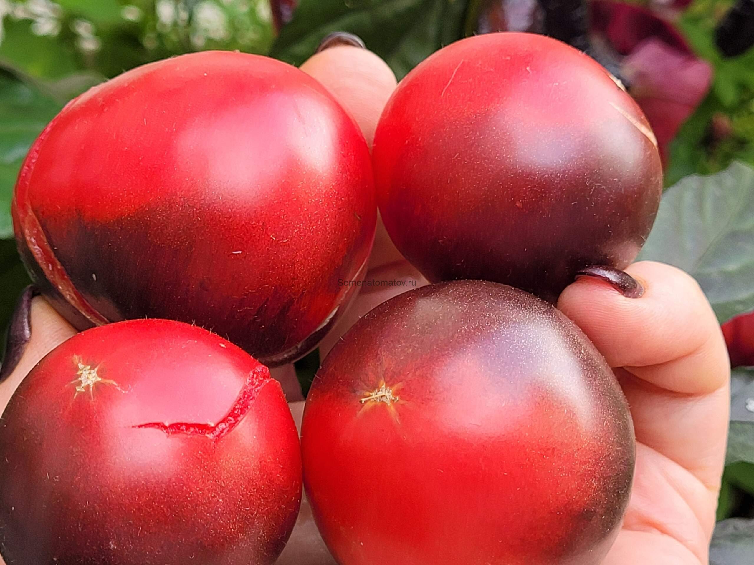 Dwarf Gondwana Rose / Гном Роза Гондвана 1м среднеранний 70-100гр