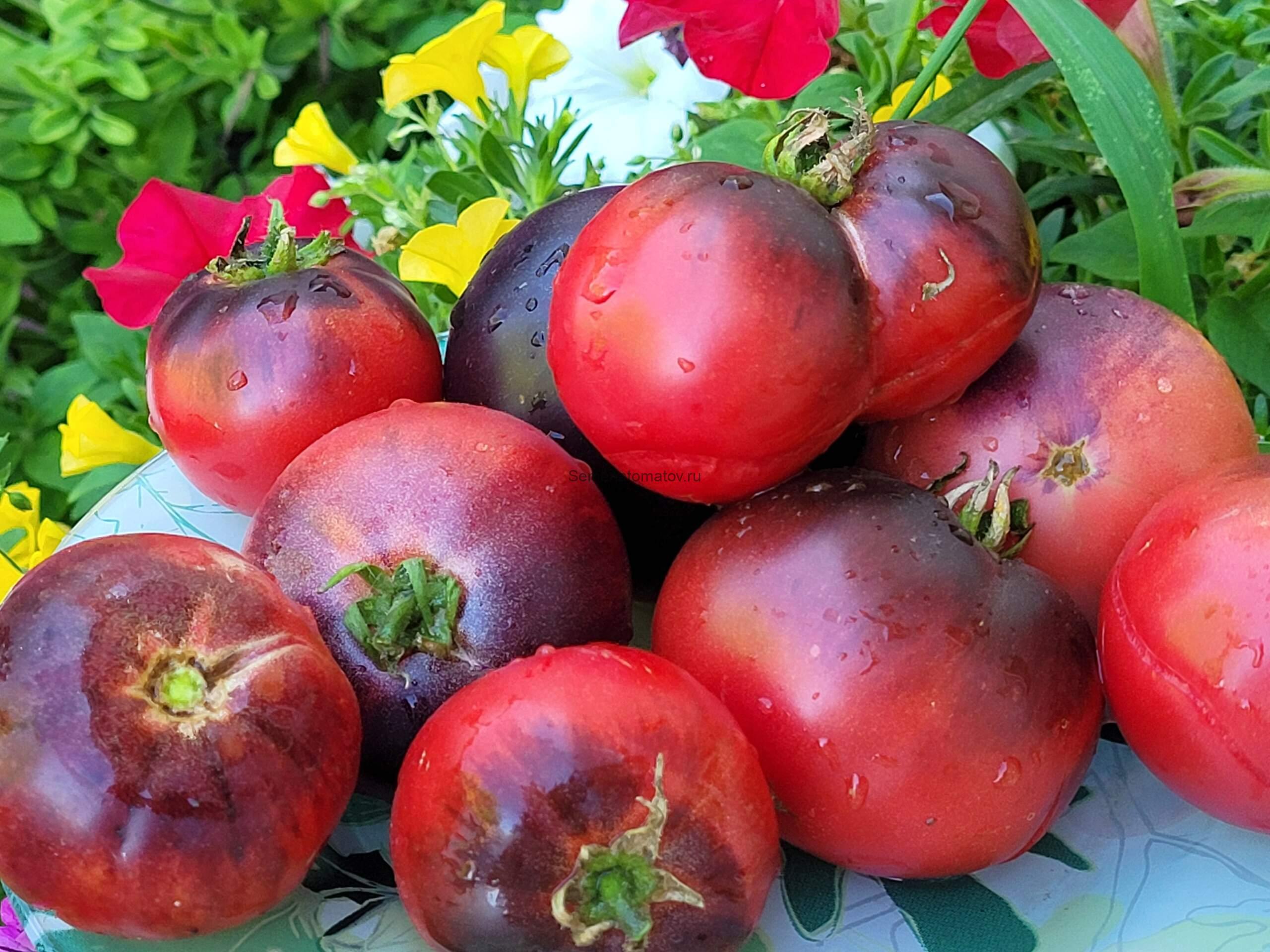 Dwarf Gondwana Rose / Гном Роза Гондвана 1м среднеранний 70-100гр — изображение 3