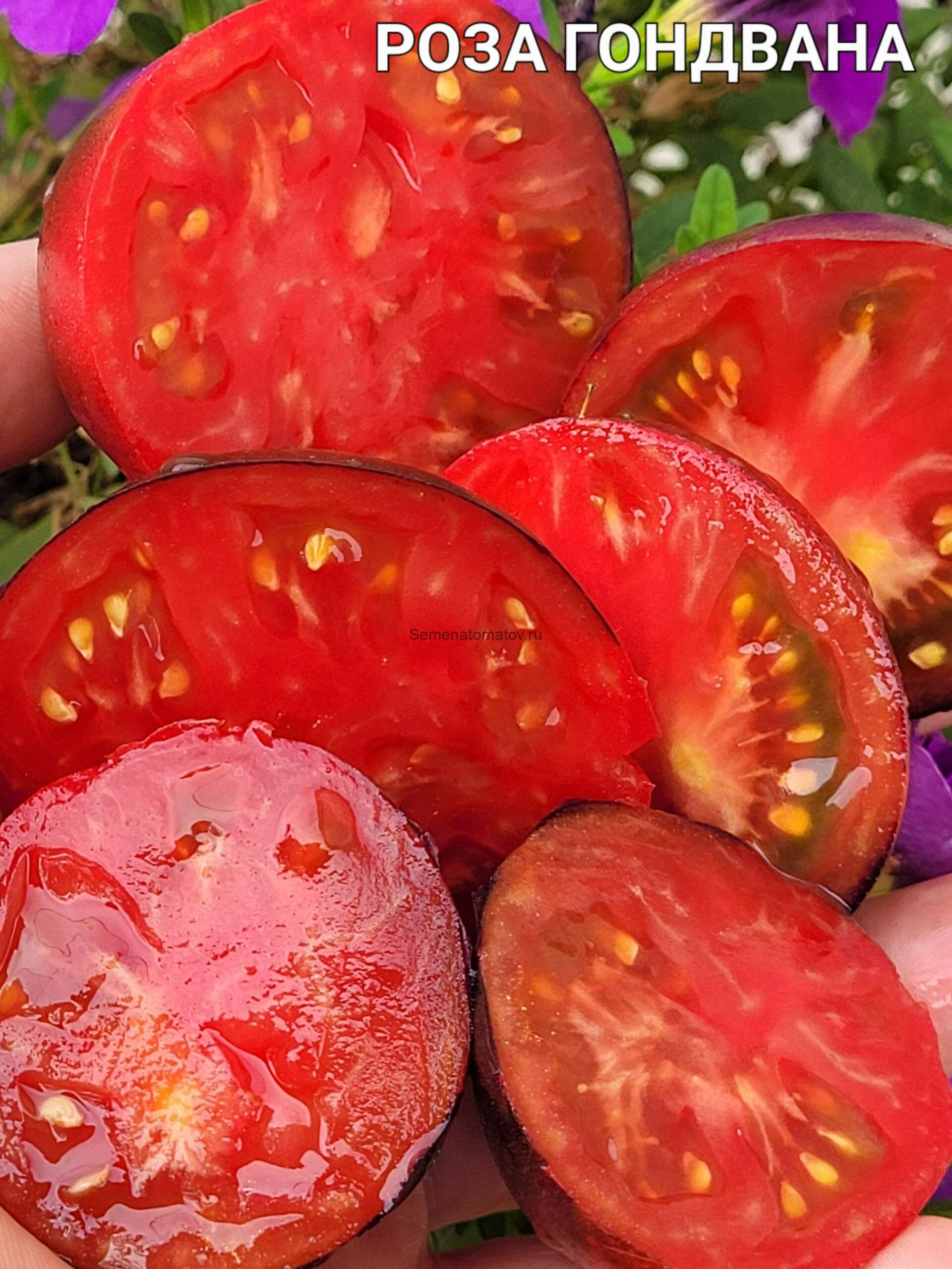 Dwarf Gondwana Rose / Гном Роза Гондвана 1м среднеранний 70-100гр — изображение 4