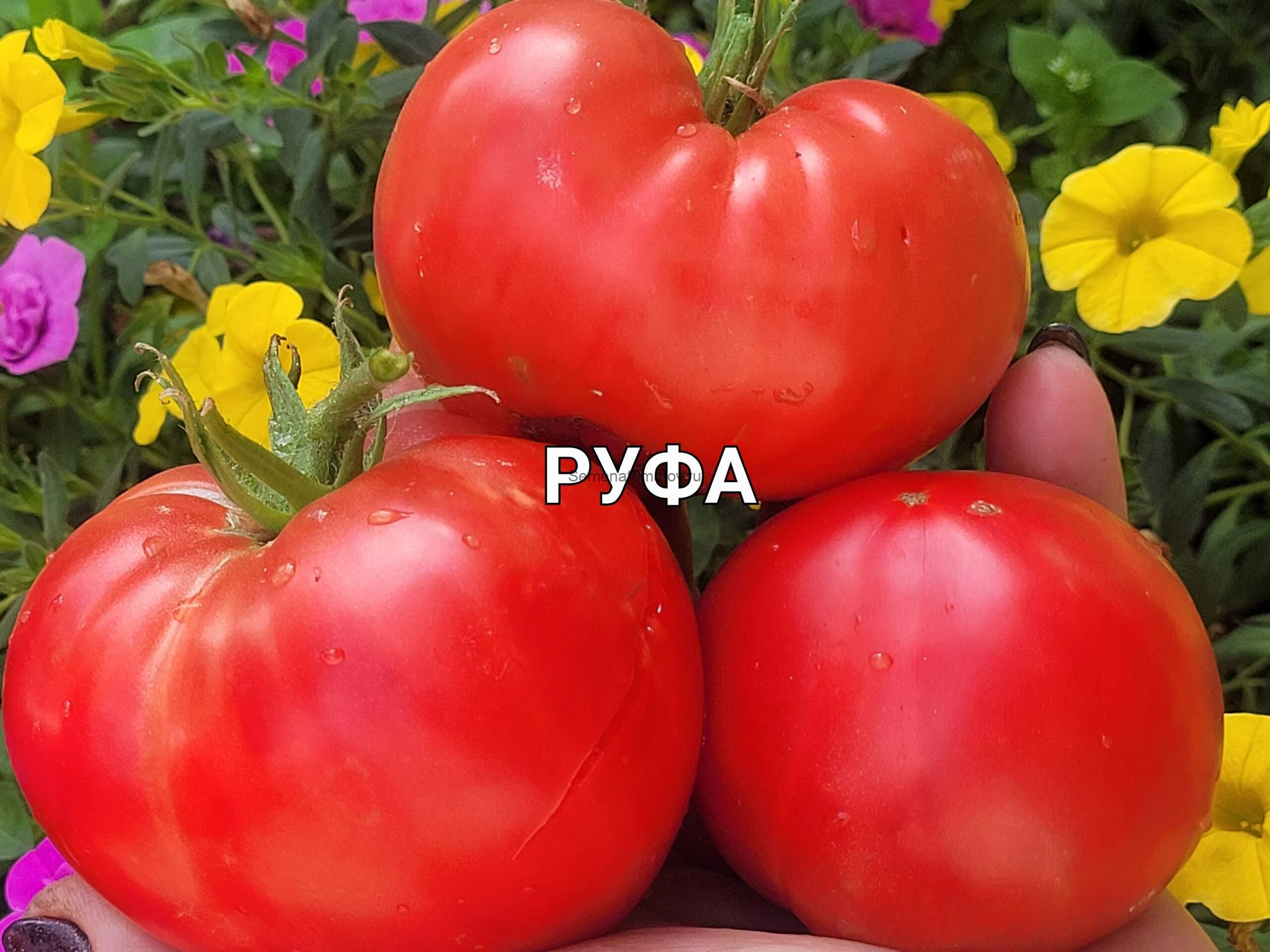 Руфа среднеранний,1.8м 300-600гр