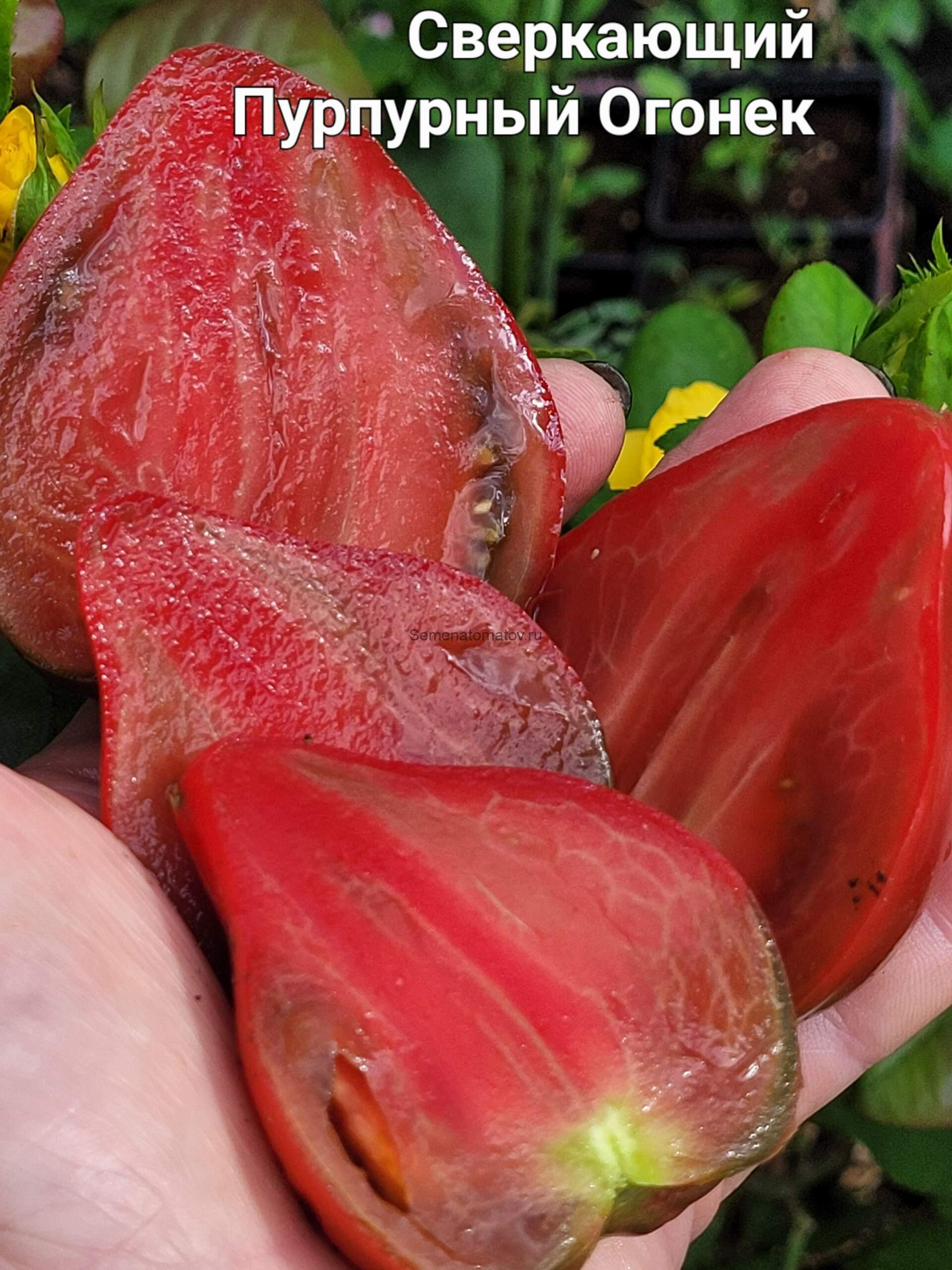 Сверкающий пурпурный Огонек среднеспелый 2м 200-400гр — изображение 2