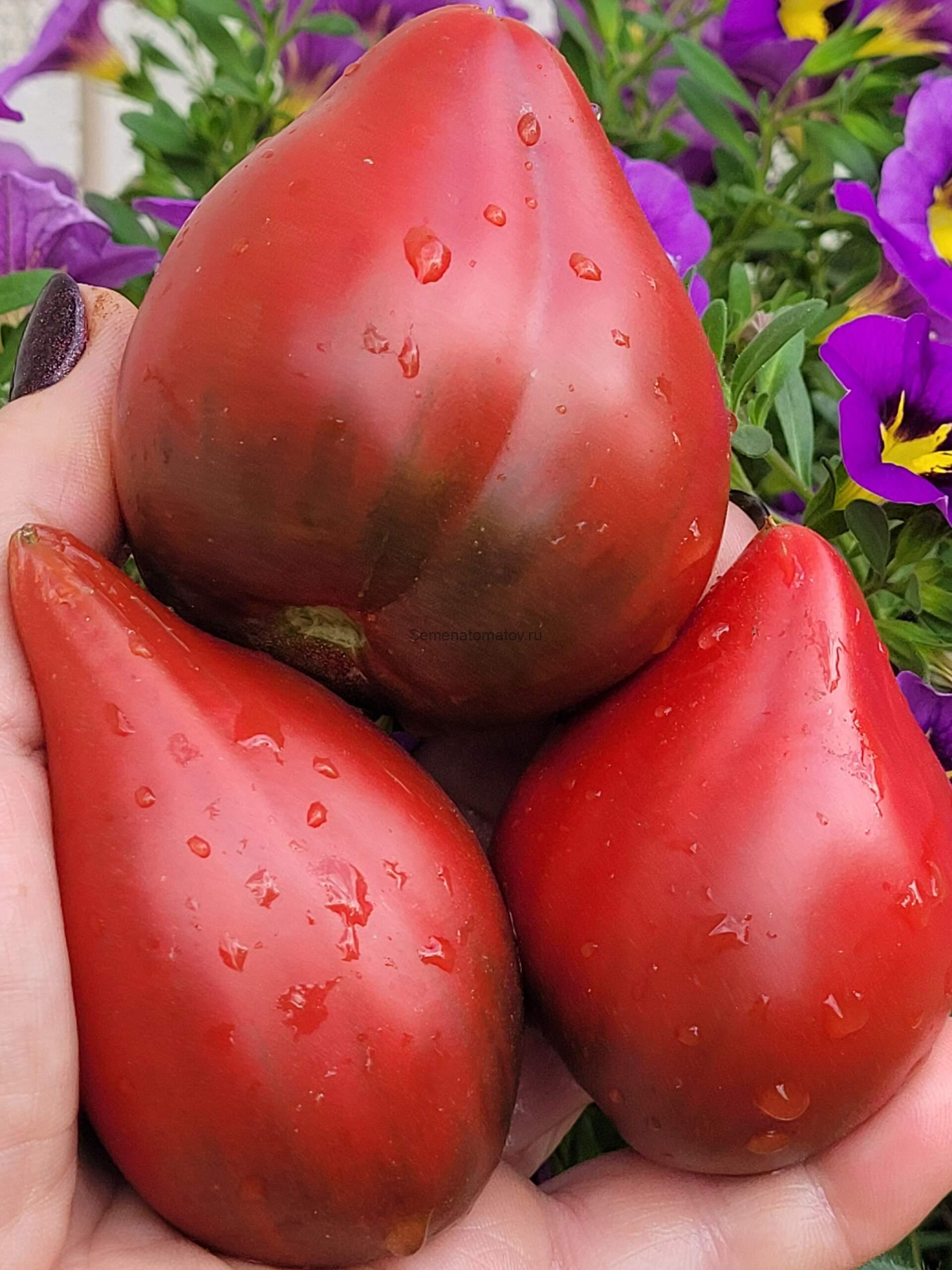 Сверкающий пурпурный Огонек среднеспелый 2м 200-400гр