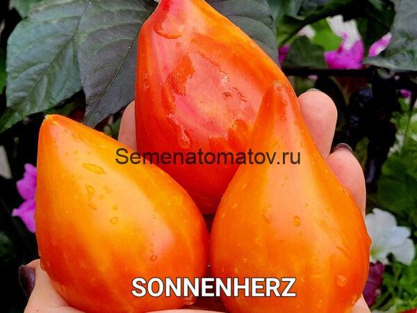 SONNENHERZ (СОЛНЕЧНОЕ СЕРДЦЕ) 1.8м 300-500гр среднеспелый — изображение 2