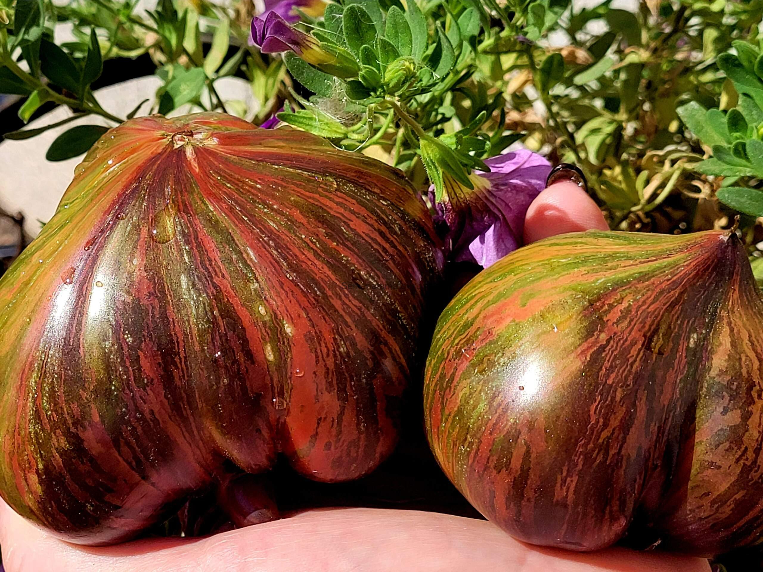 Триумф Софии Среднеспелый,1.8м 200-500+гр — изображение 4