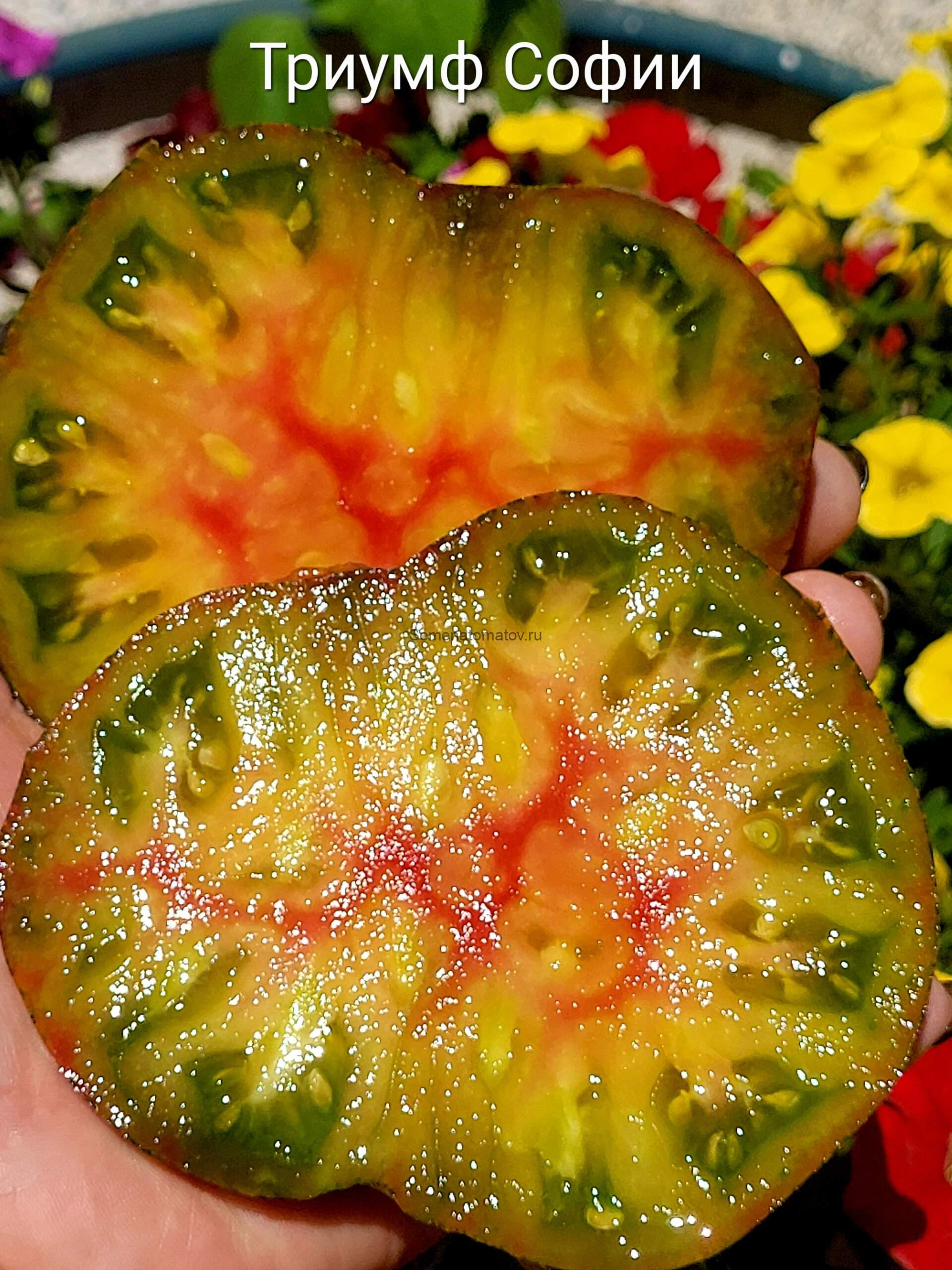 Триумф Софии Среднеспелый,1.8м 200-500+гр — изображение 2