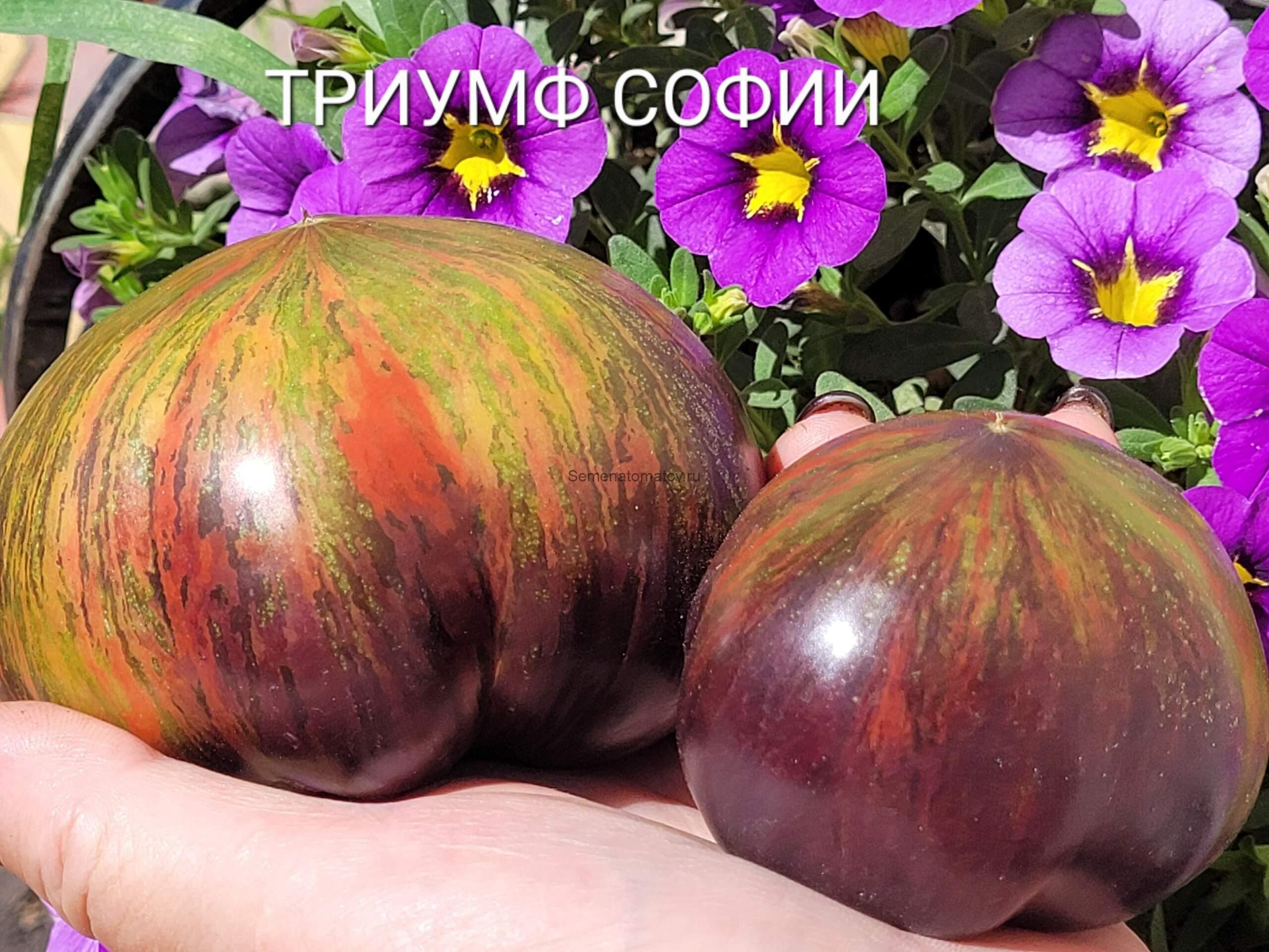 Триумф Софии Среднеспелый,1.8м 200-500+гр — изображение 3