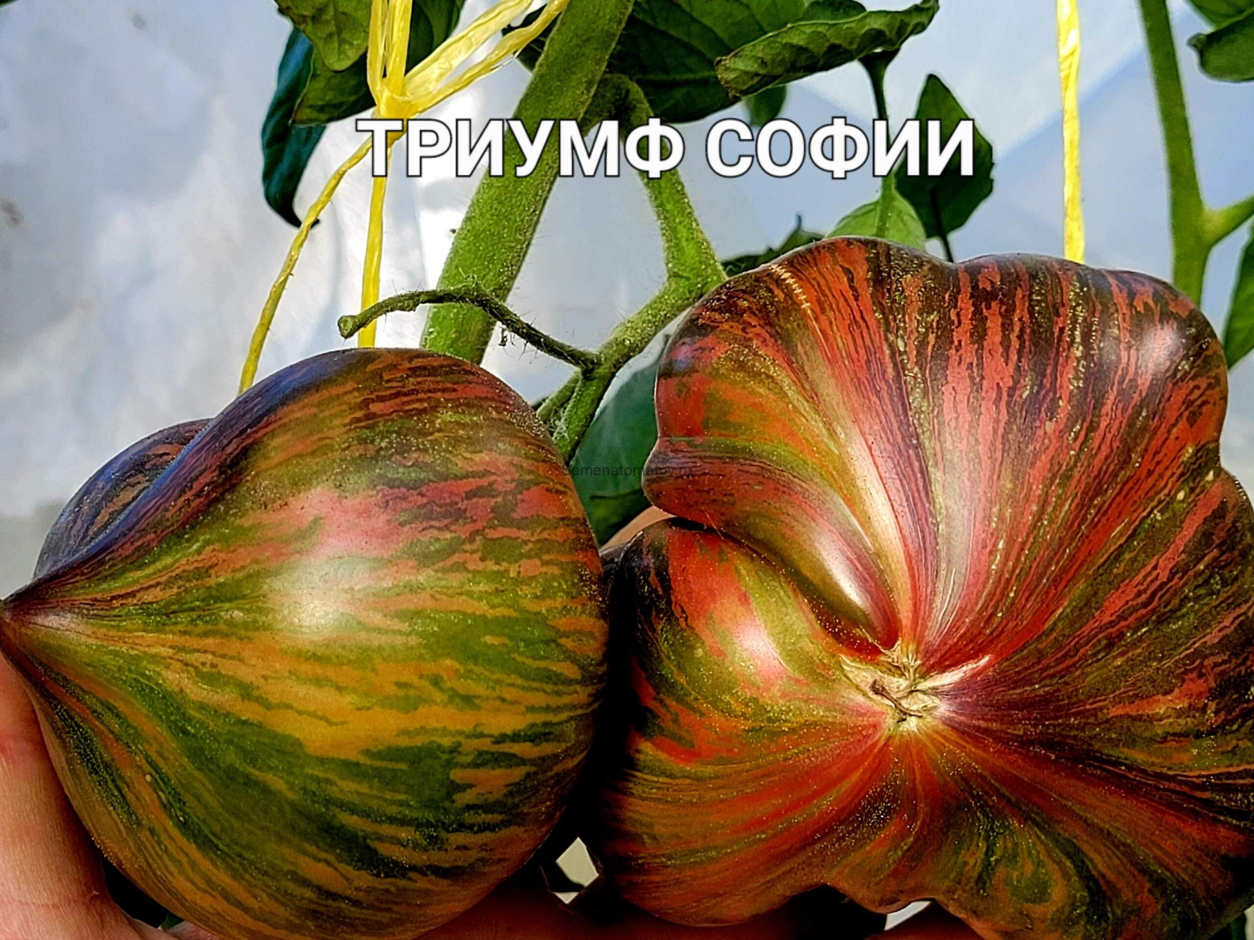 Триумф Софии Среднеспелый,1.8м 200-500+гр