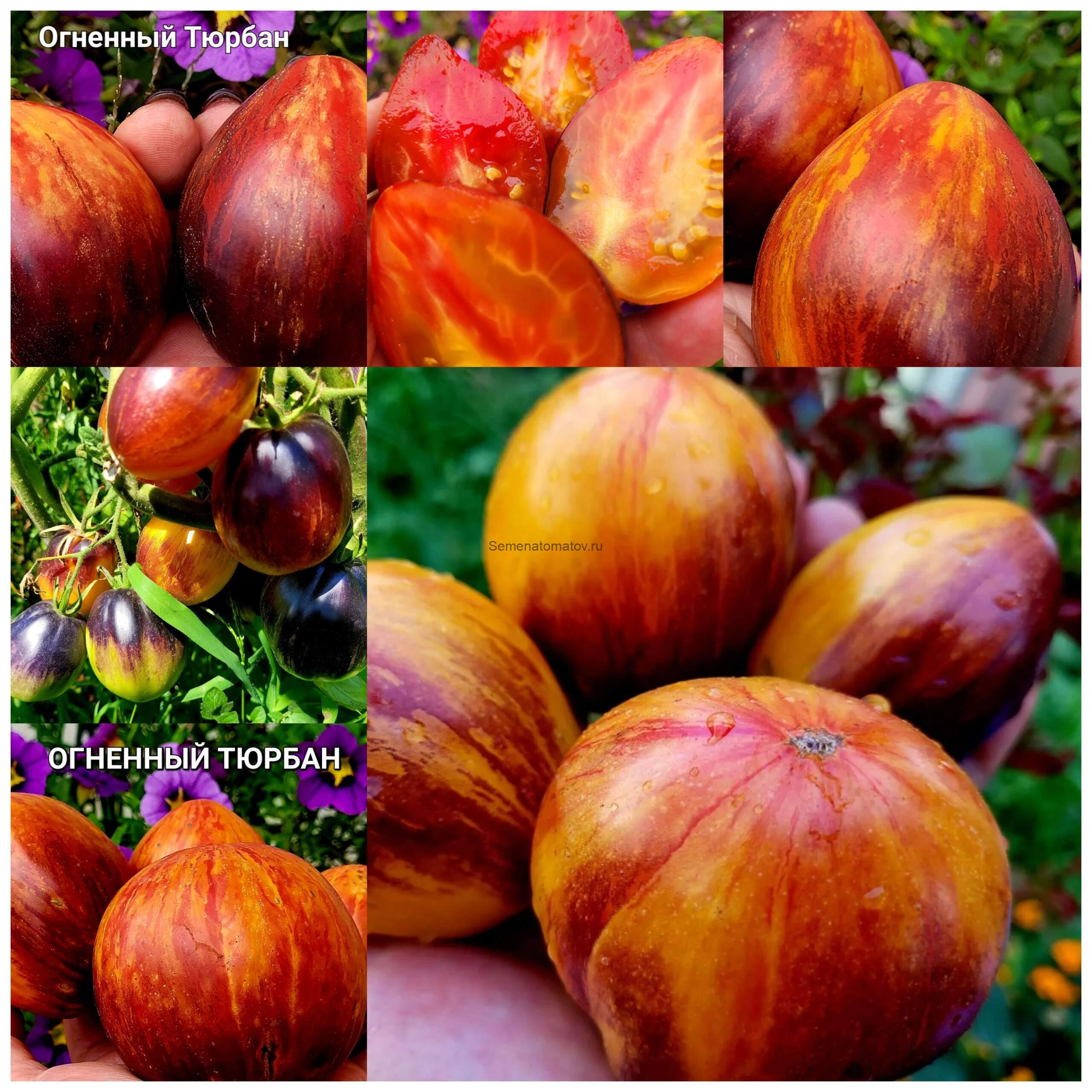 Огненный Тюрбан Среднеспелый 1.8м 100-300гр. — изображение 5