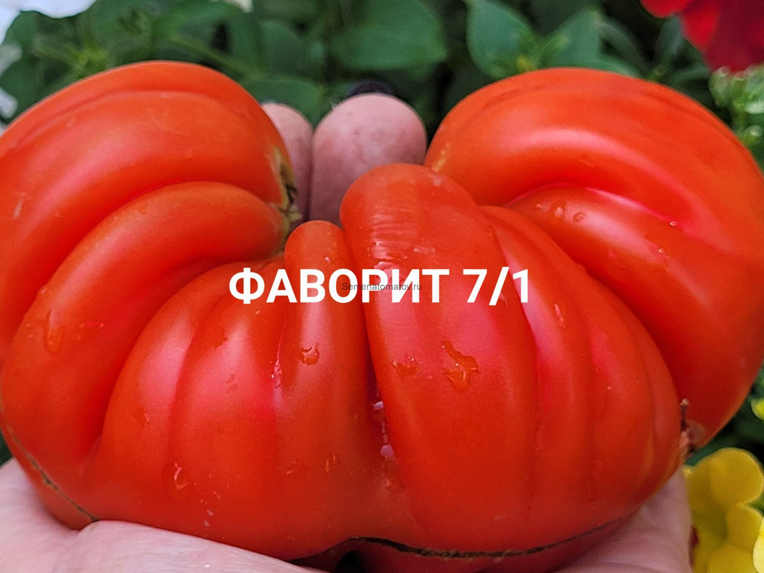Фаворит 7/ 1 (Faworyt 7/ 1)среднеспелый 1.8м 200-300гр