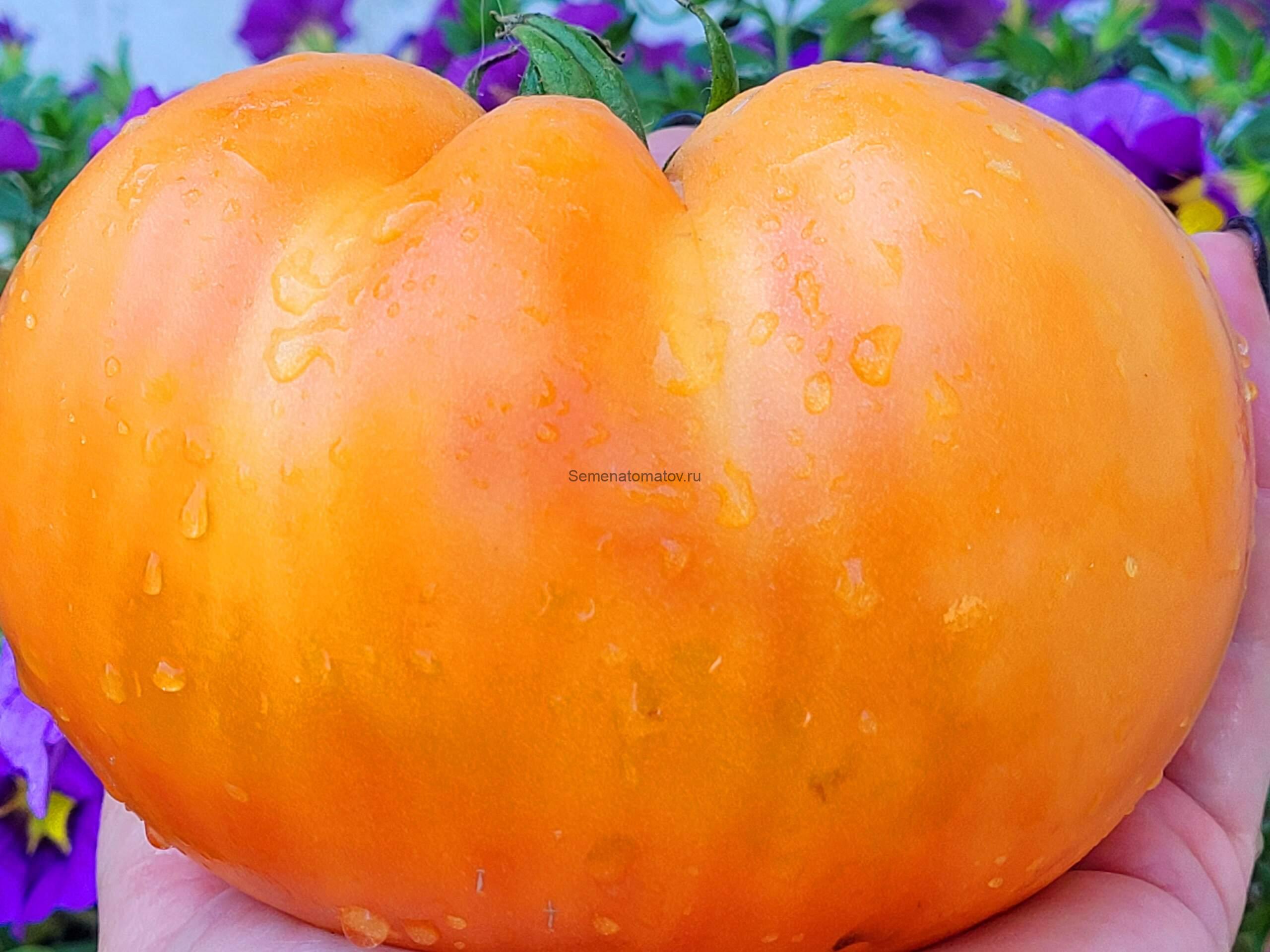 Юбилей ( Jubilee, США)