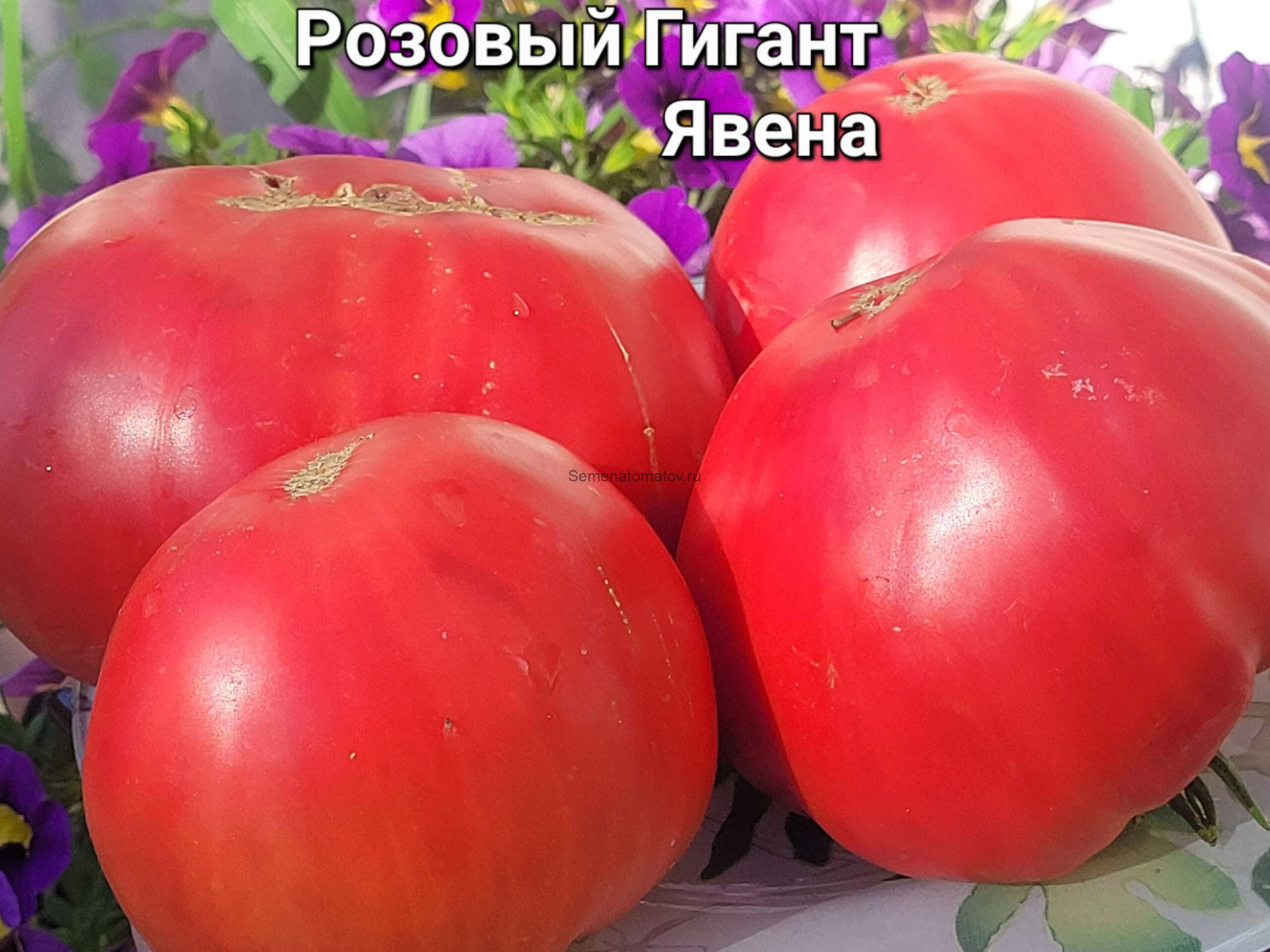 Розовый Гигант Явена(Gigante Rosa di Giaveno)2м среднеспелый 300-1000гр