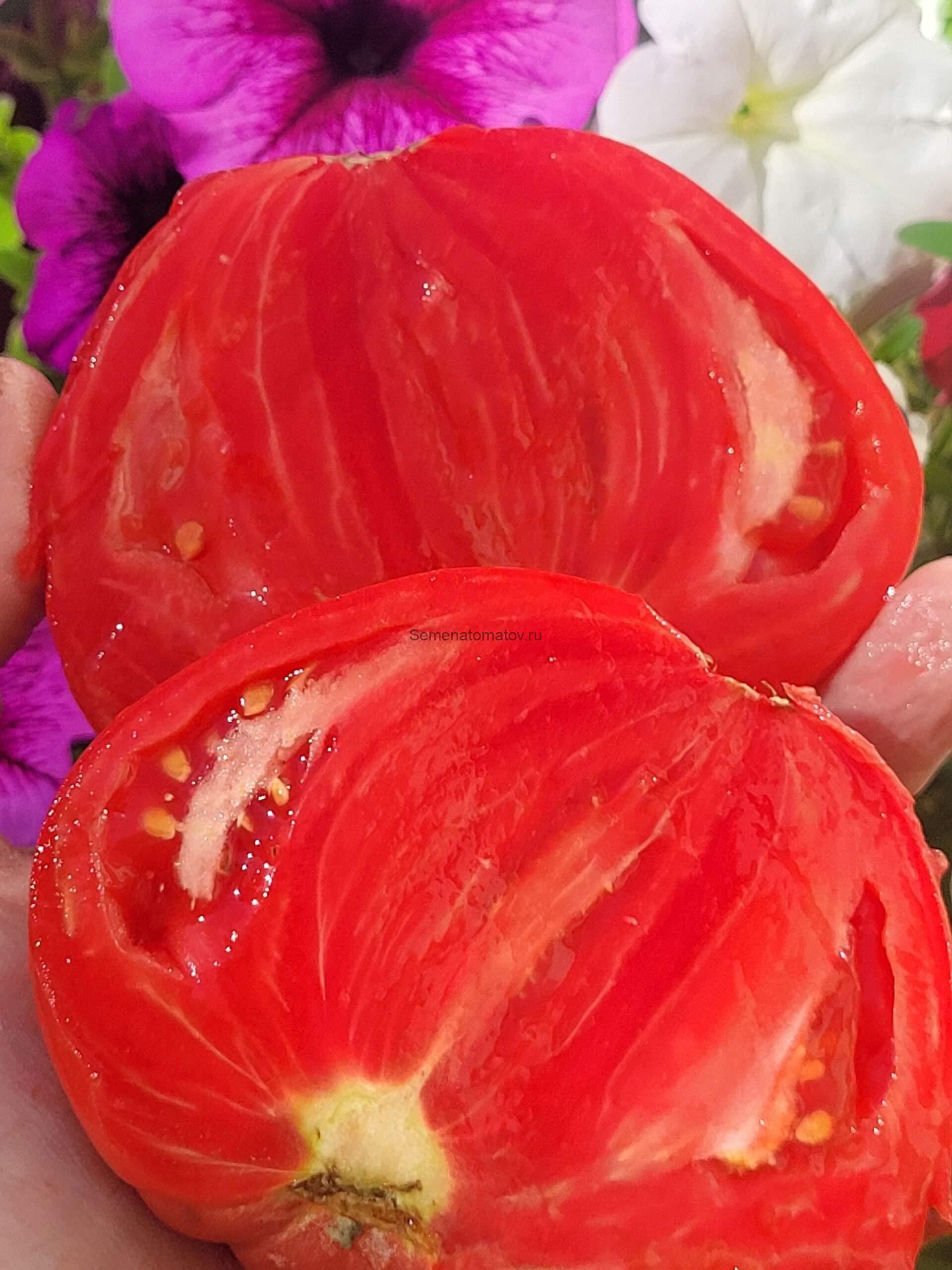 Розовый Гигант Явена(Gigante Rosa di Giaveno)2м среднеспелый 300-1000гр — изображение 2