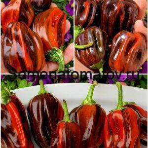 Candy Cane Chocolate Cherry (Variegated)Конфета Шоколадная Вишня (Пестрая) — изображение 2