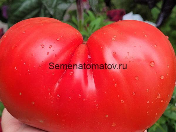 PALMIRA'S NORTHERN ITALIAN HEIRLOOM (СЕВЕРО-ИТАЛЬЯНСКАЯ РЕЛИКВИЯ ПАЛЬМИРЫ)