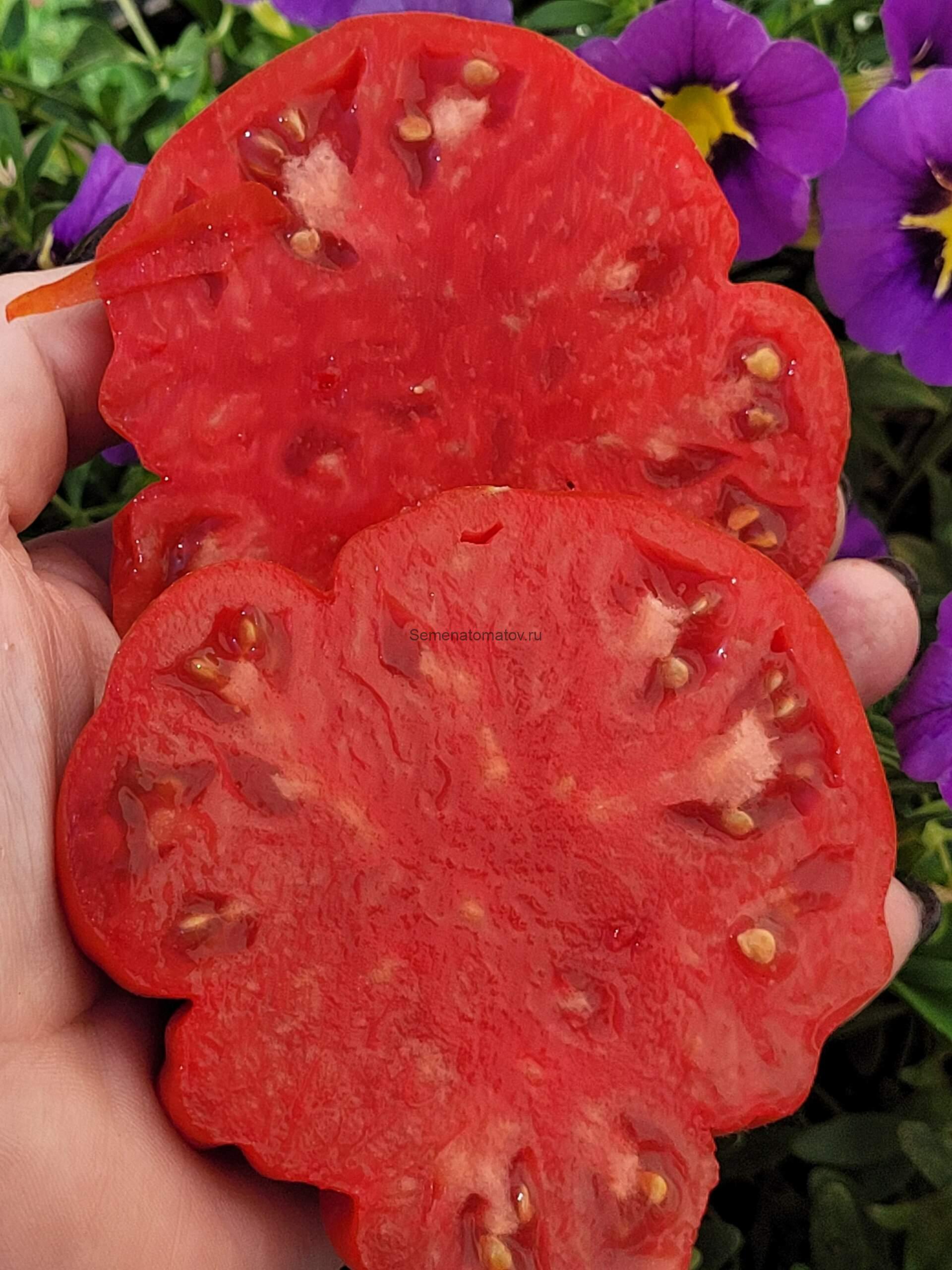 Блоссер ( Blosser, США) — изображение 2