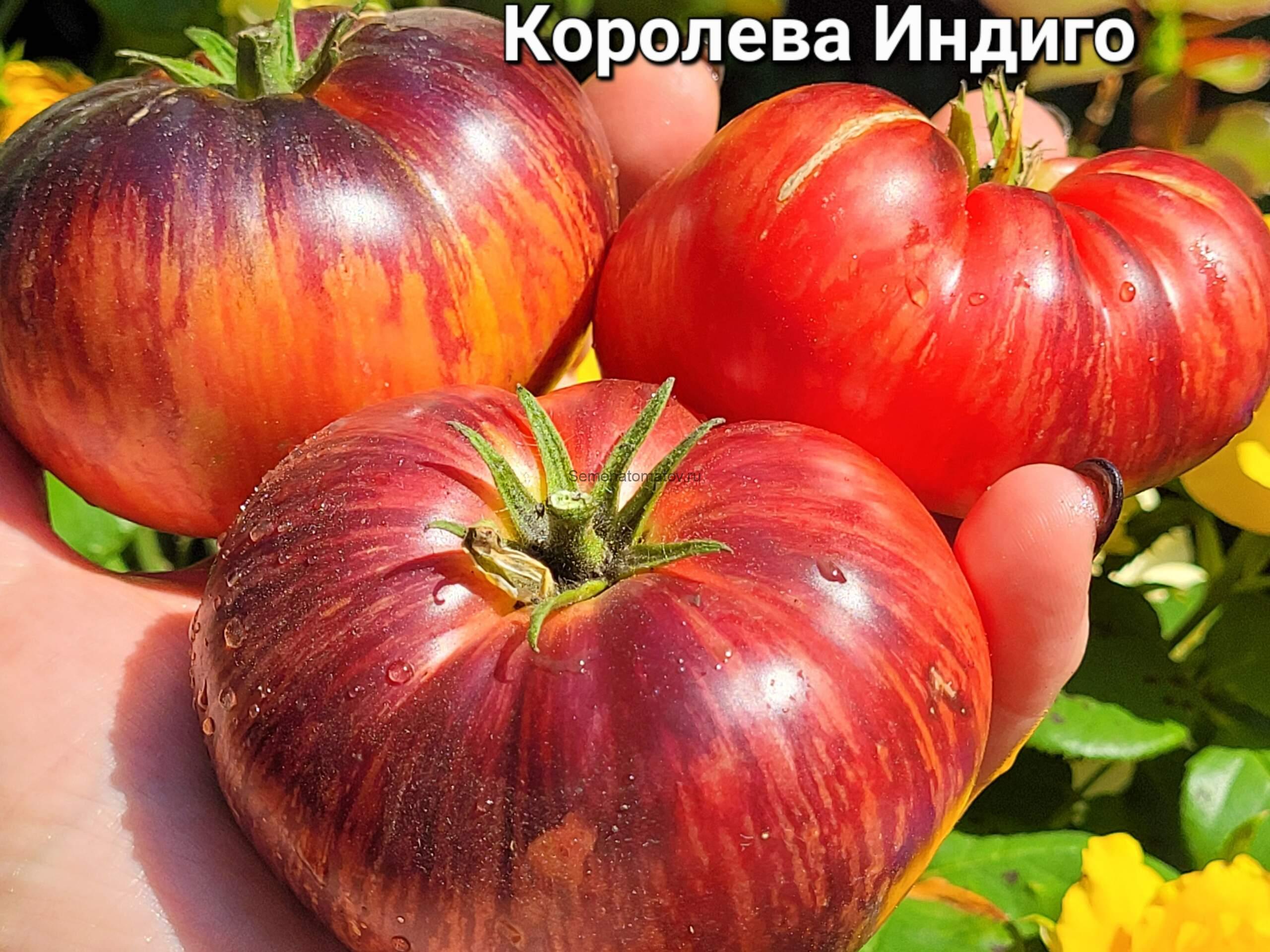 Indigo Queen / Королева индиго 1.7м среднеспелый 200-300гр