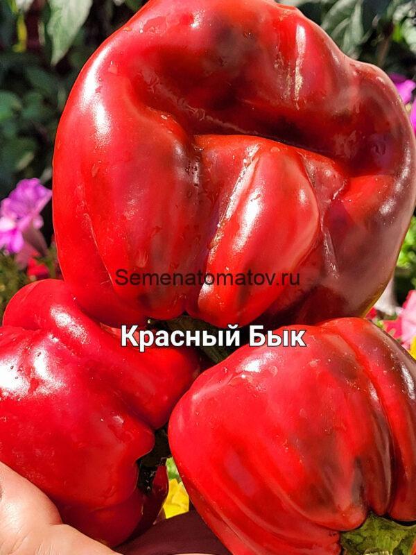 Красный Бык