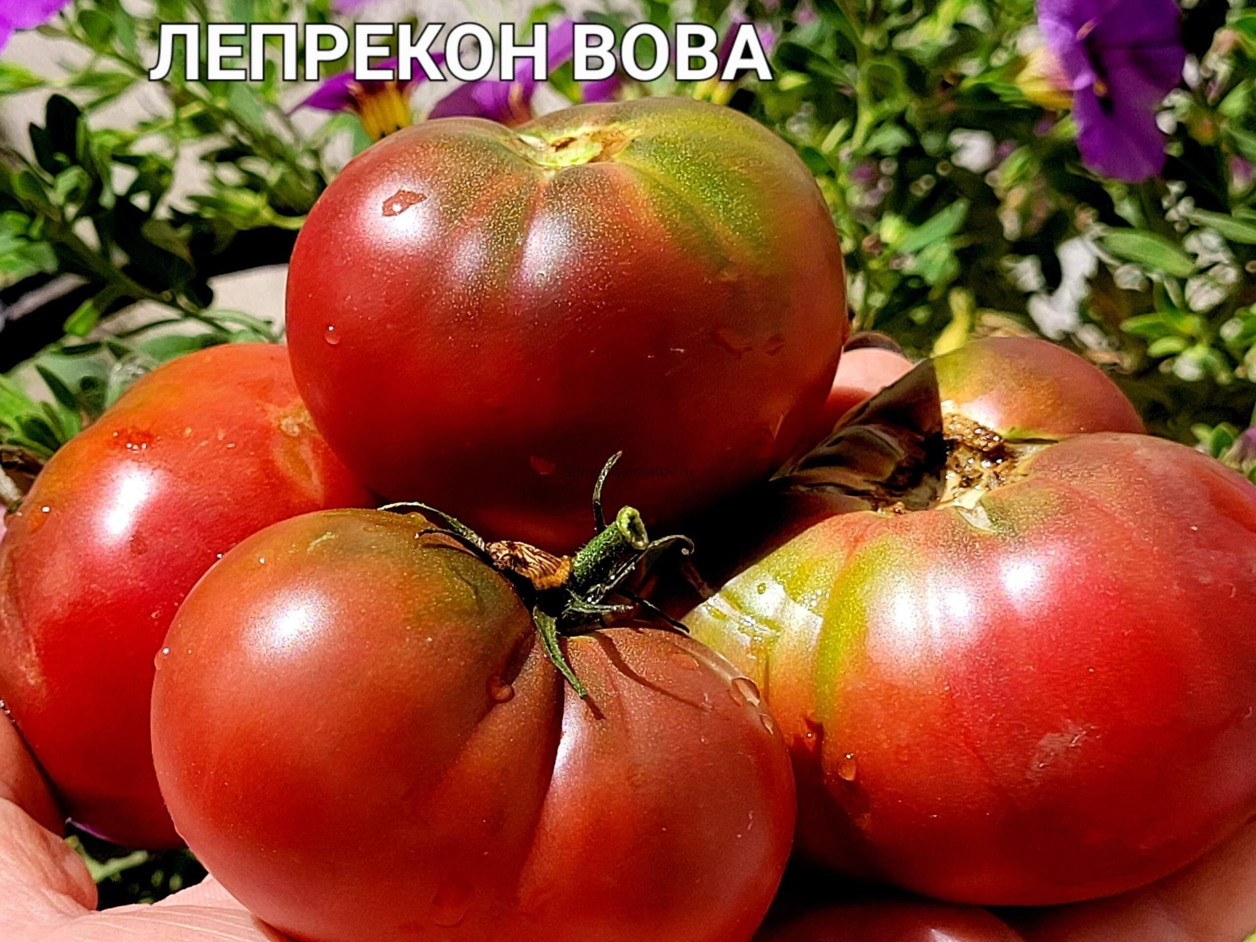 Leprechaun Vova / Лепрекон Вова 1м среднеспелый 100-200гр